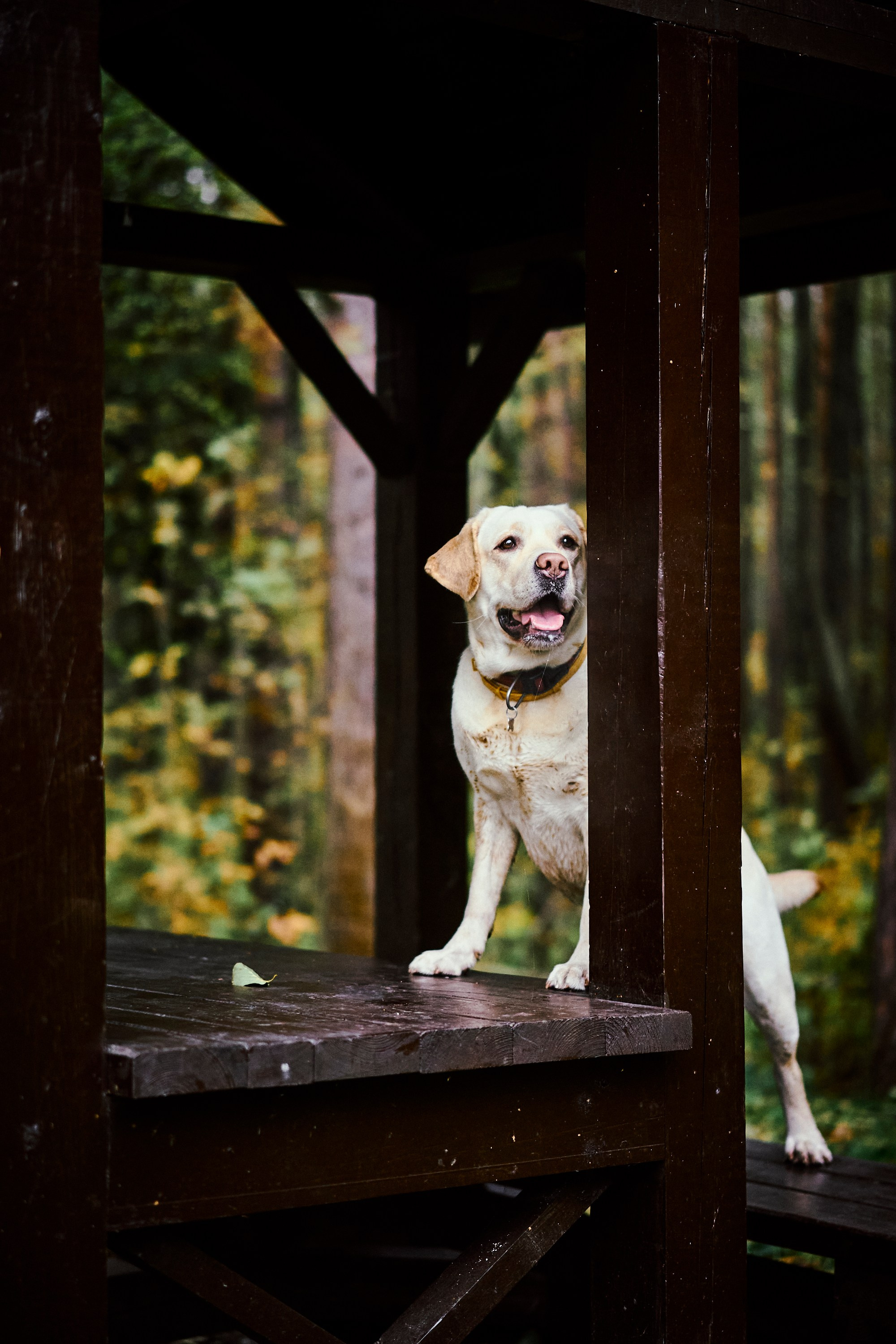Bell and Black. Vutitsa