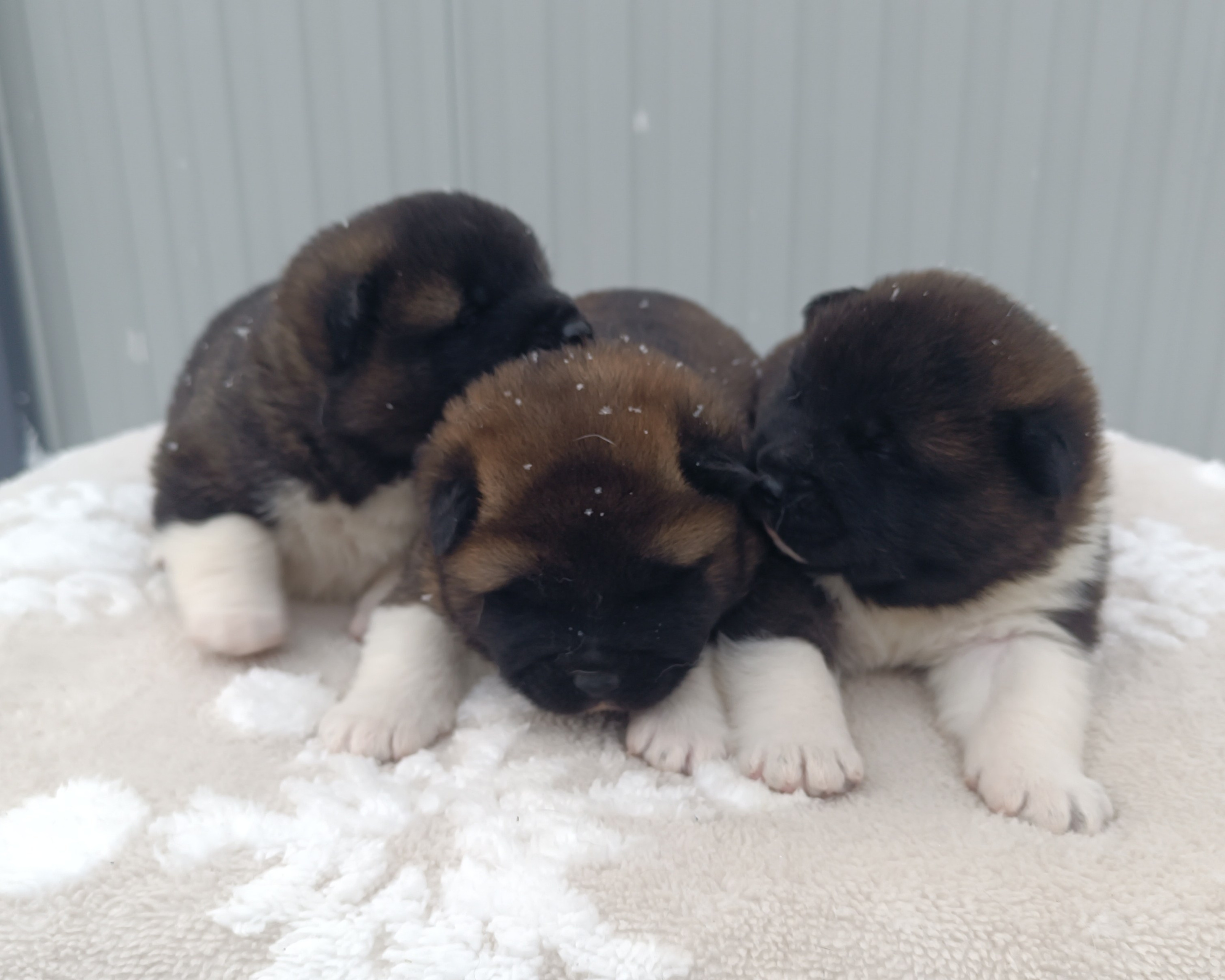 Американская акита  щенки питомник Санкт-Петербург клубные щенки Американская акита питомник RUBYLIGHT Рубилайт купить щенка американской акиты