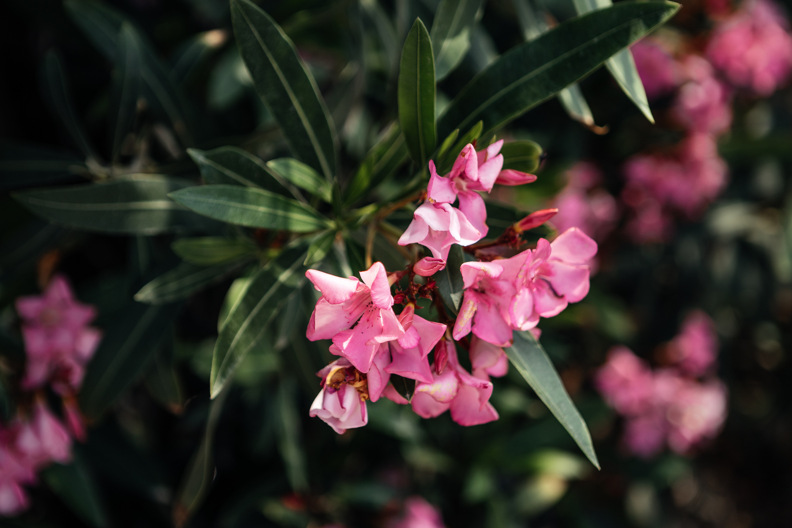 F A M I L Y. Photographer in Georgia Pavel Sharnikov