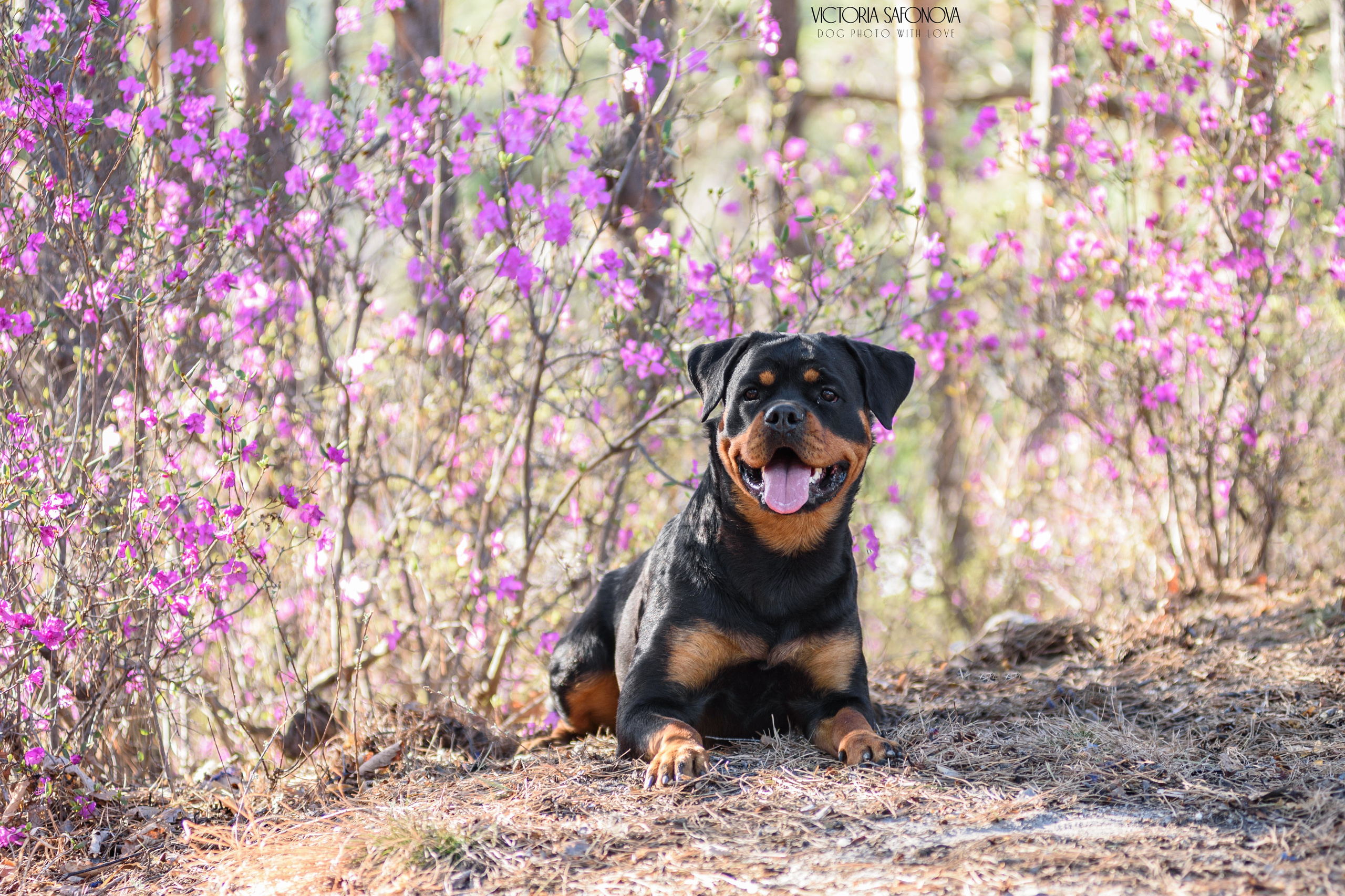 Лера 07.05.2023. Фотограф анималист Благовещенск. Сафонова Виктория