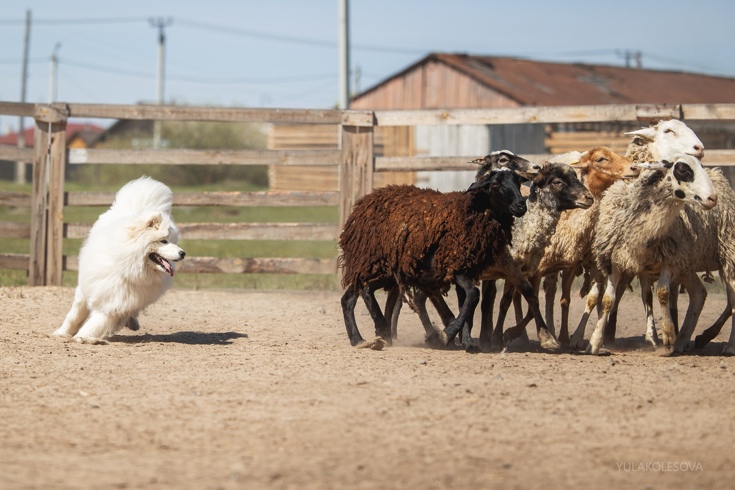 День самоедов 25.05.2024. YULA KOLESOVA | Фотограф — Анималист | Художник | Тюмень