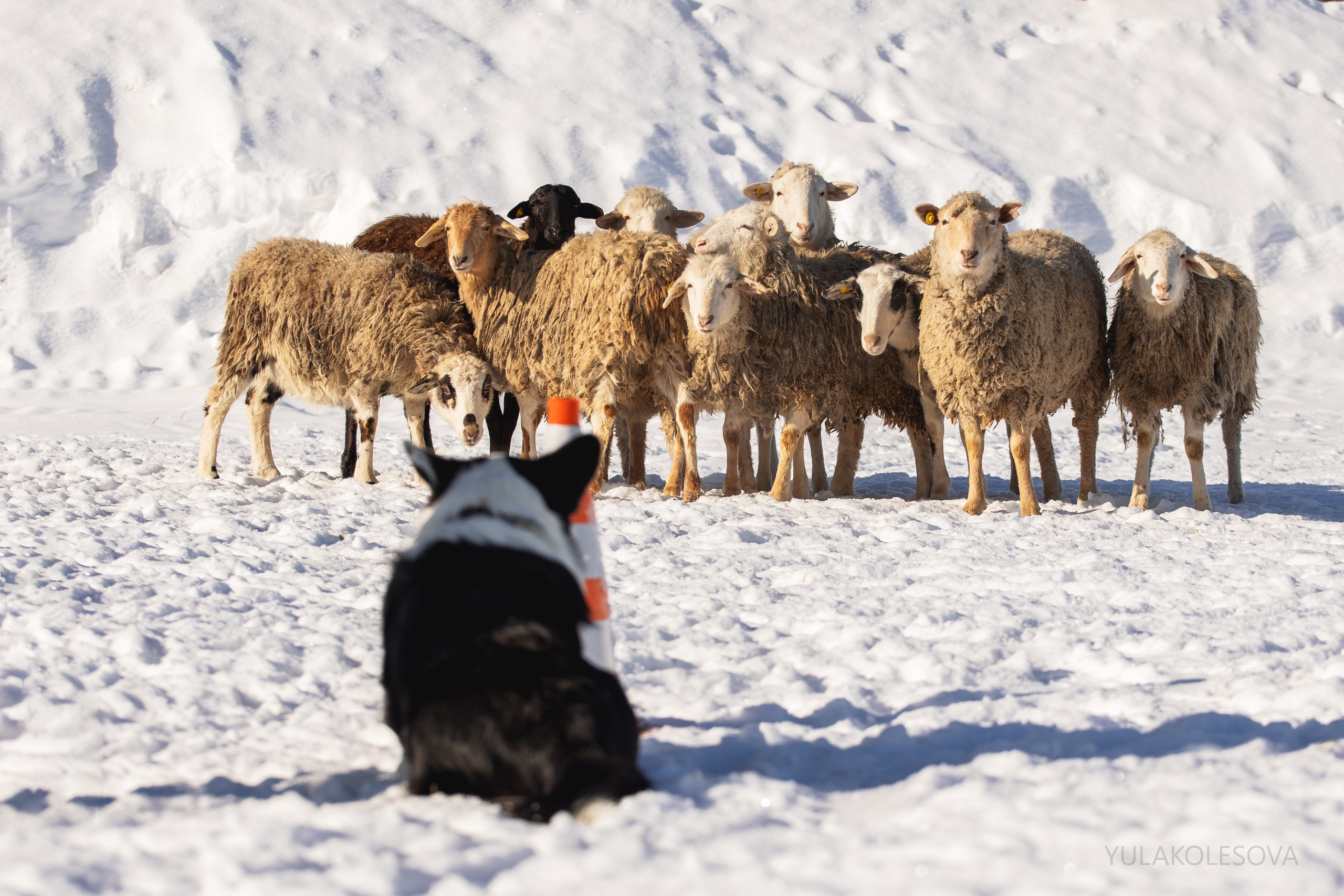 Коргитуса 2.03.2024. YULA KOLESOVA | Фотограф — Анималист | Художник | Тюмень