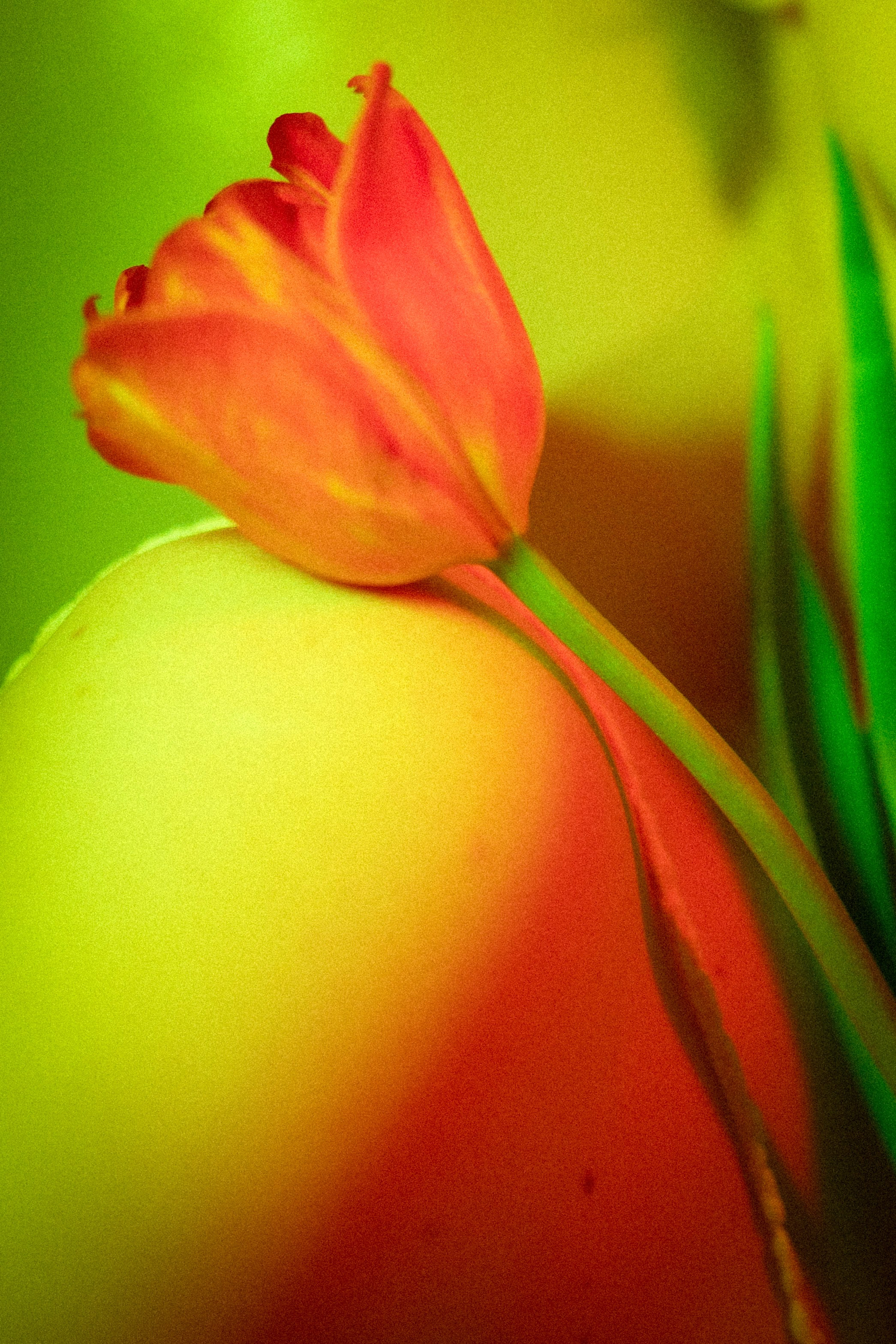 Екатерина. Александра Мельниченко/ Бегающий фотограф