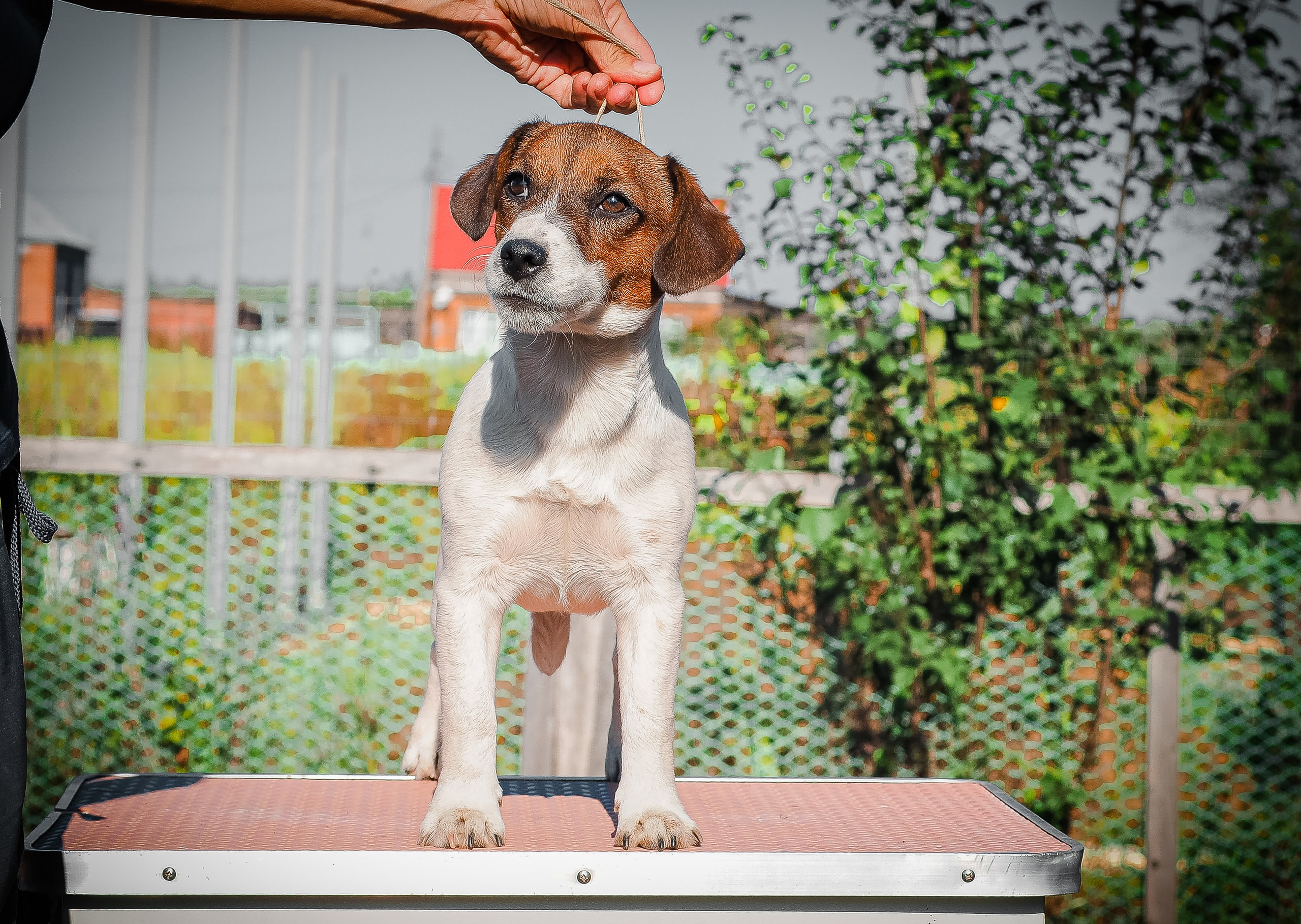 Щенок Джек-рассел-терьер. КМ ФЕЛИЧИТА. Гладкий тип шерсти. Девочка №2. КАНЕ МАЭСТРО — питомник Джек рассел терьеров