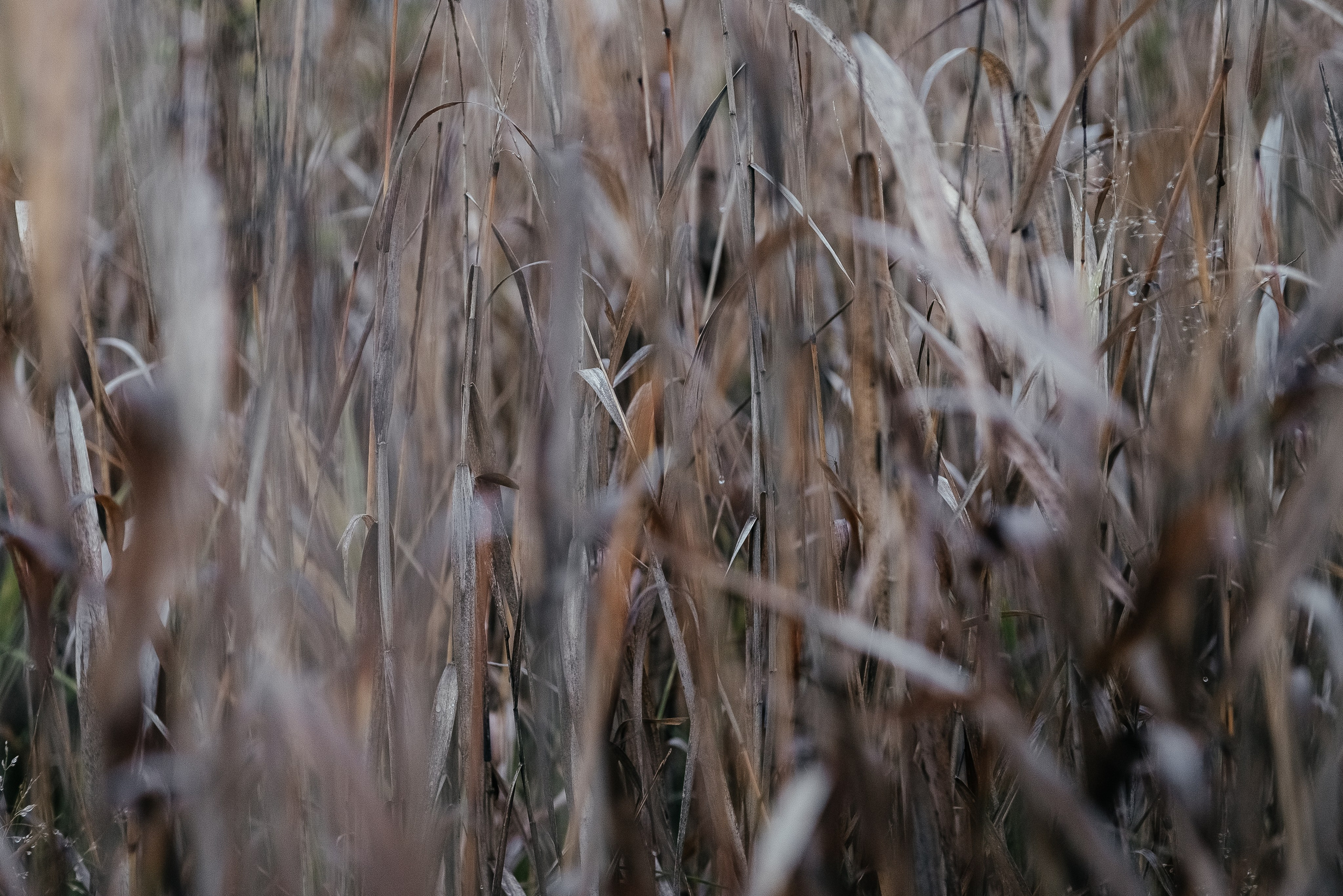 Портрет. Портретный и семейный фотограф в Геленджике Таня Ходова