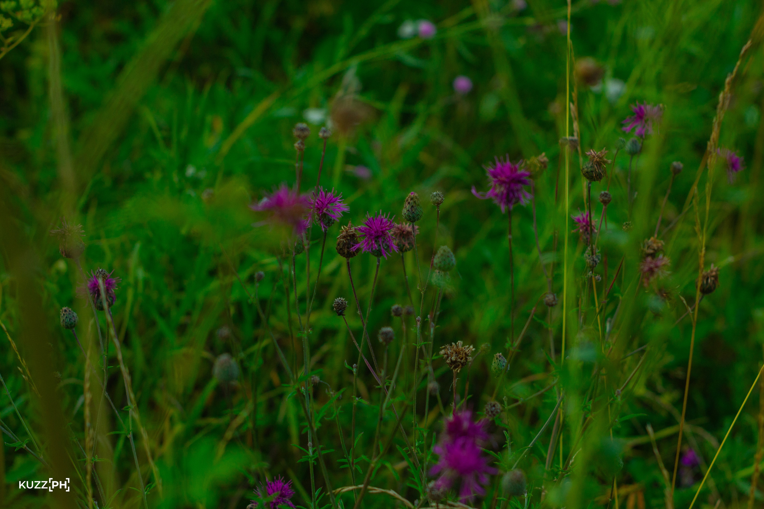 02.08.2024 | Сосновоборск. Kuznetsov | Фотограф в Красноярске