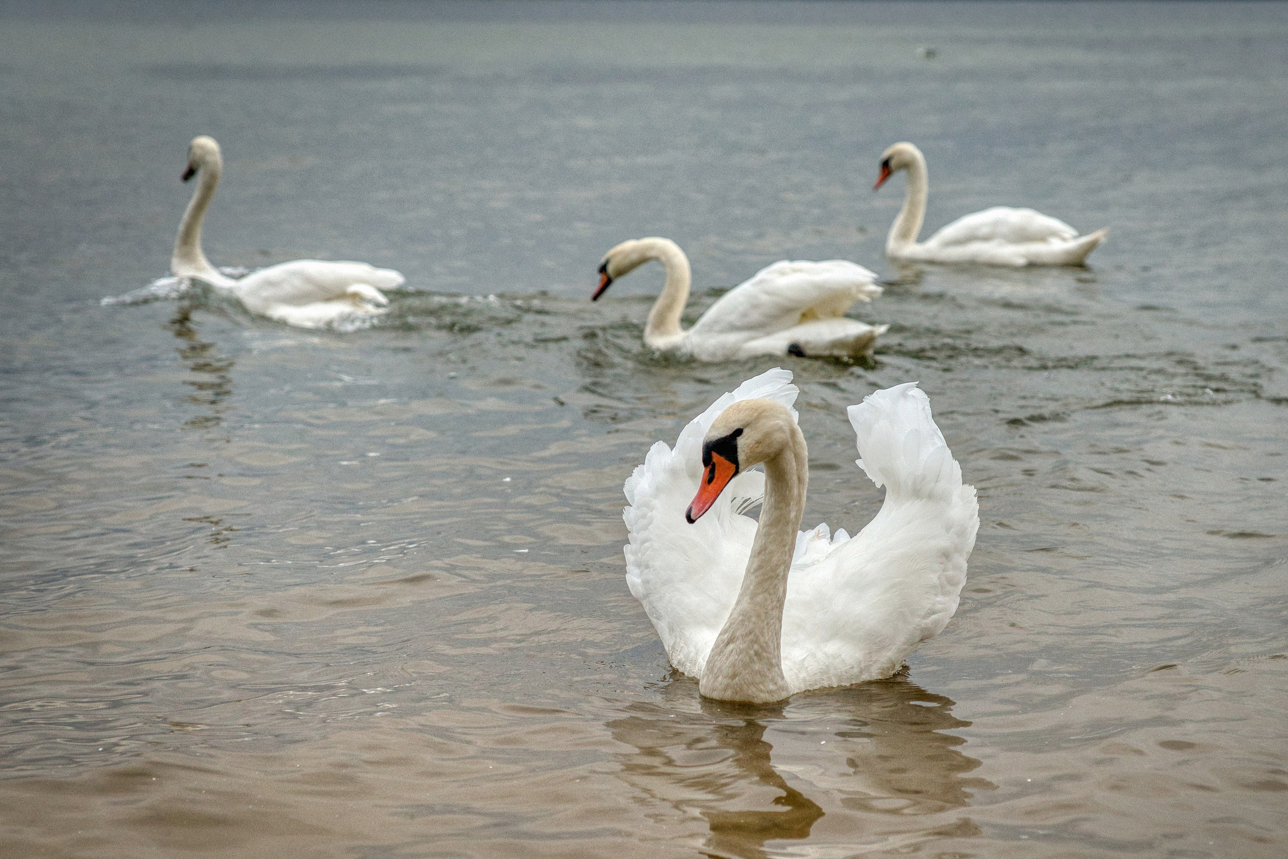 Озеро Нарочь. Беларусь.