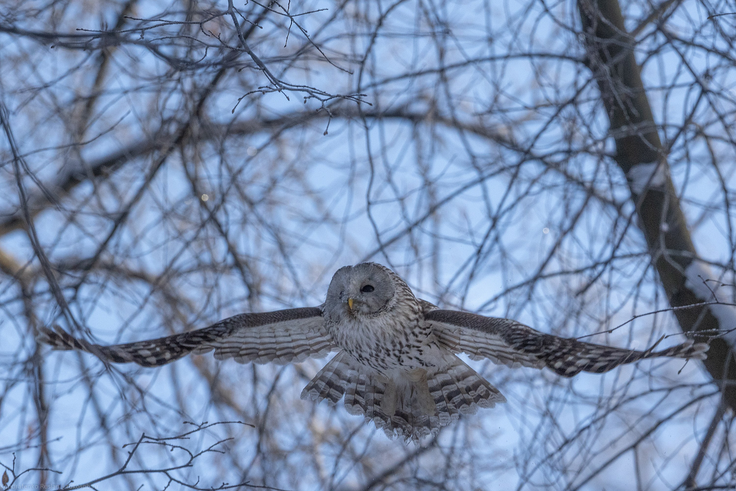 Длиннохвостая неясыть. Архитектурный и пейзажный фотограф Кондратенко Руслан, Санкт-Петербург