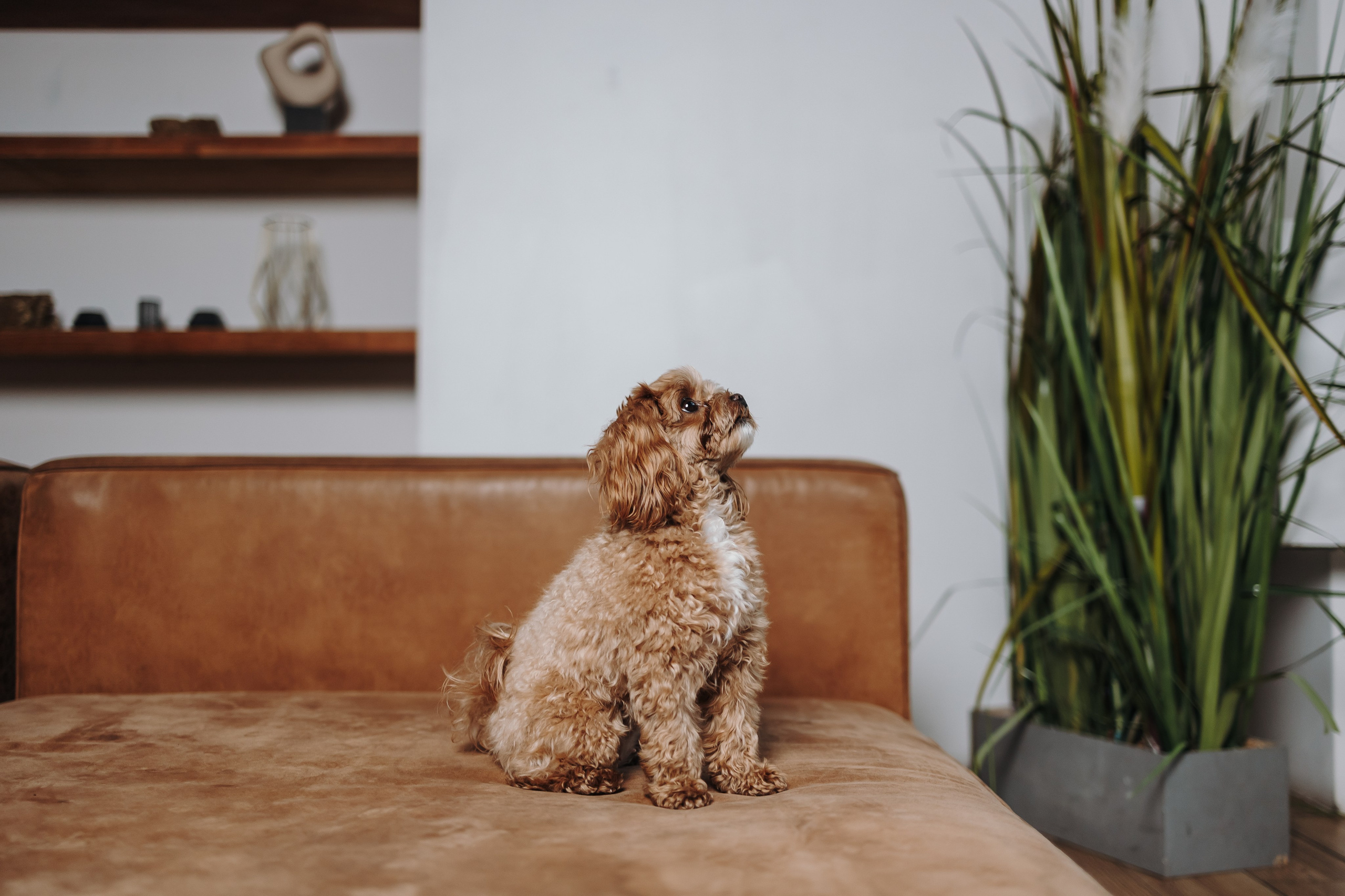 Груминг. Фотограф-анималист в Санкт-Петербурге Алина Яхонт