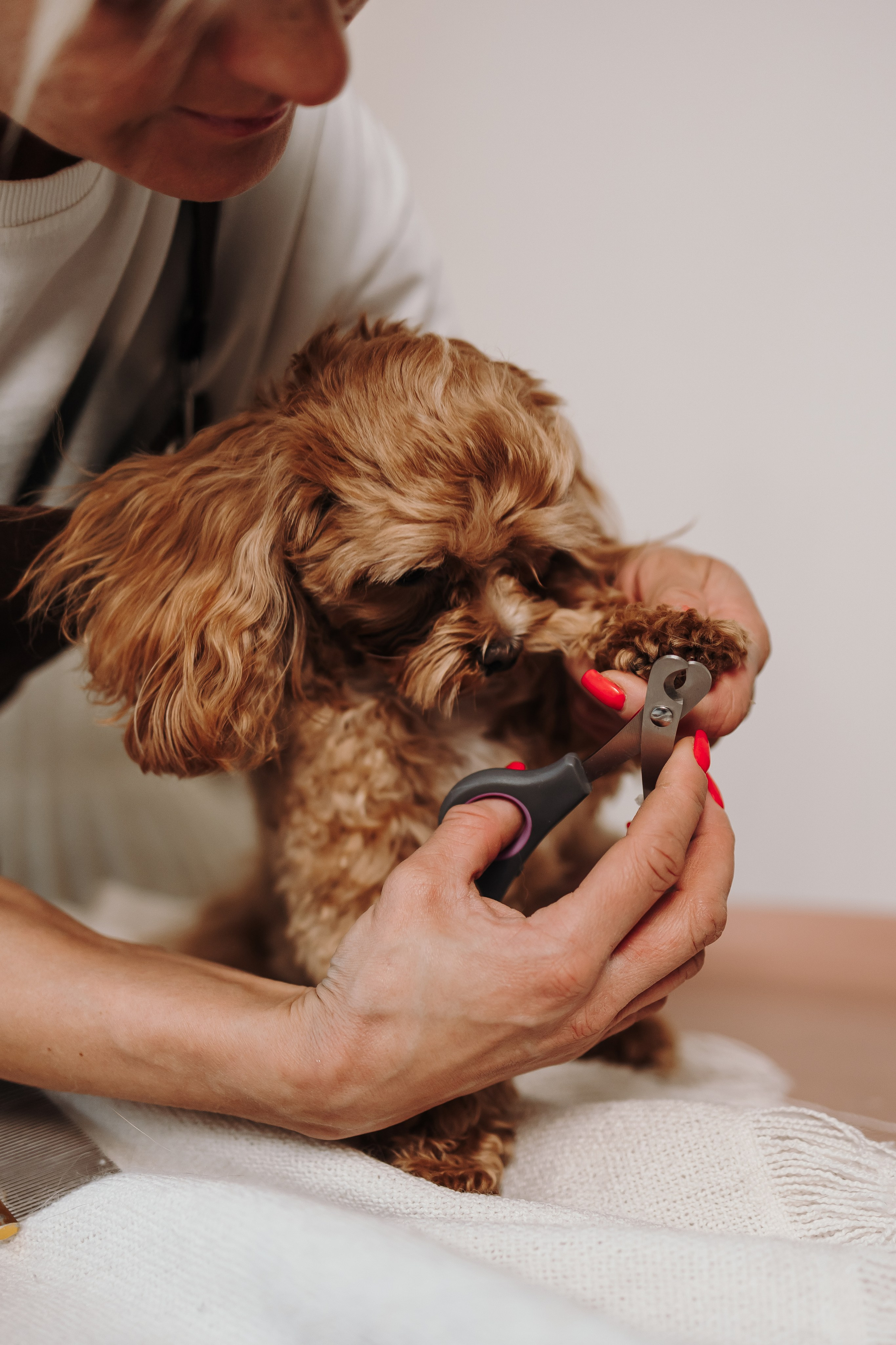Груминг. Фотограф-анималист в Санкт-Петербурге Алина Яхонт