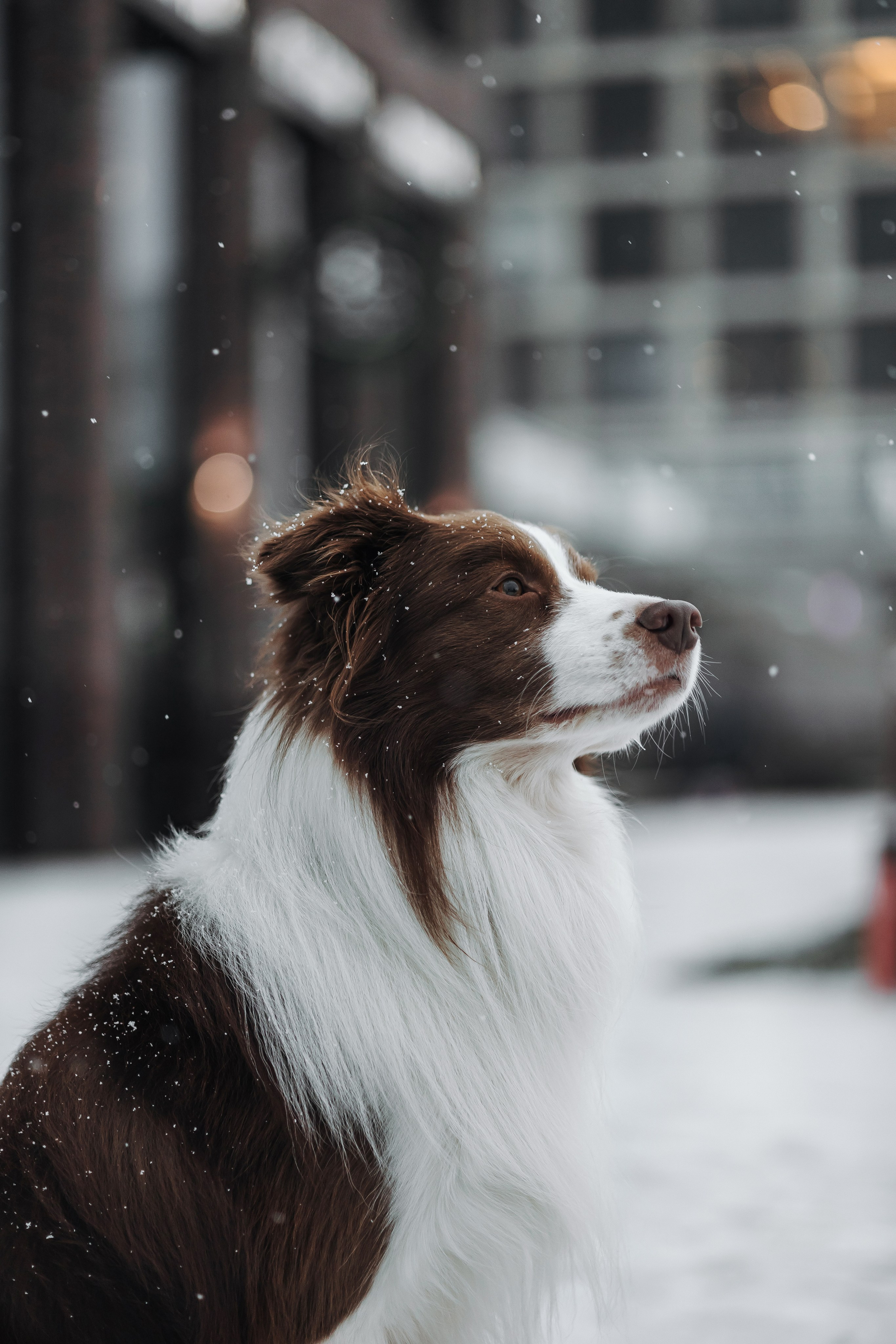 Маша и Брауни. Фотограф-анималист в Санкт-Петербурге Алина Яхонт