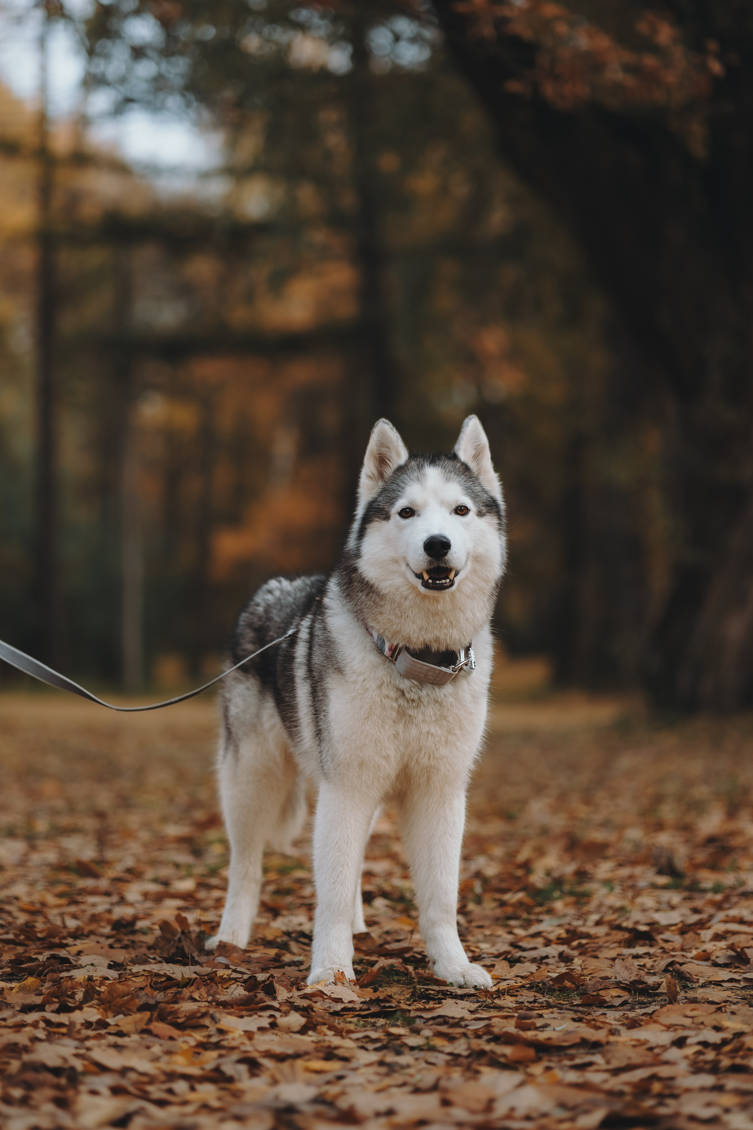 Настя и Айс. Фотограф-анималист в Санкт-Петербурге Алина Яхонт