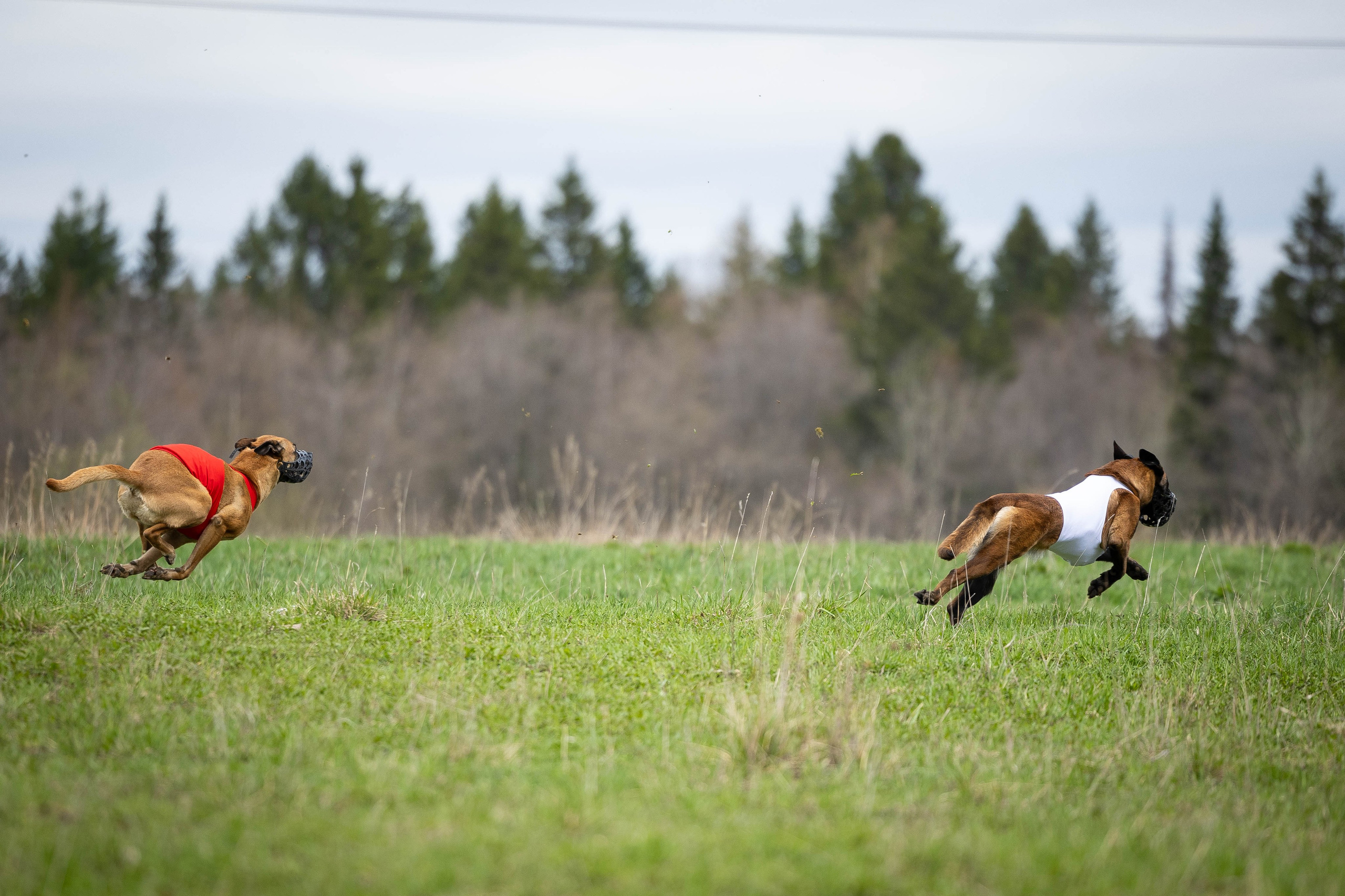 Курсинг. Фотограф Анималист в Перми Анастасия Остерман