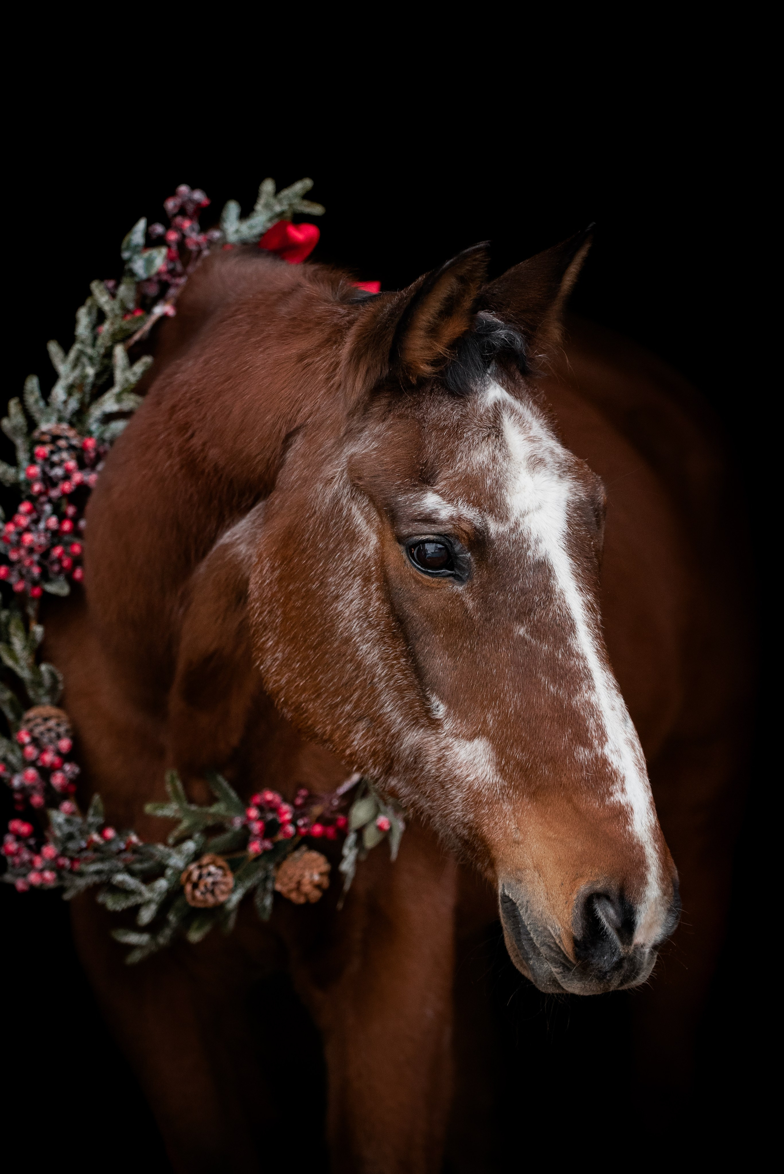 Зимний Настасьин табун. Куракина Дарья • Конный фотограф