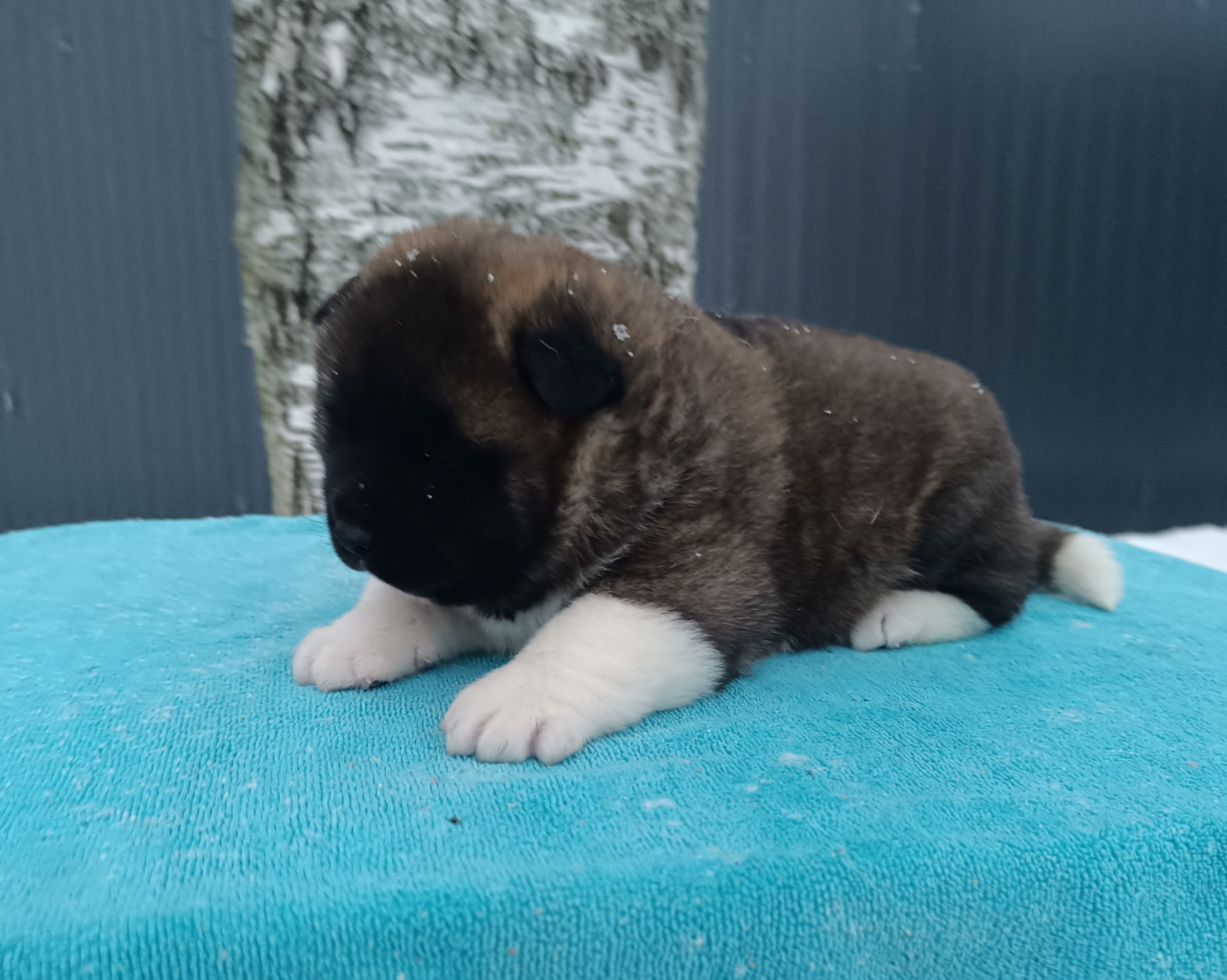 Американская акита  щенки питомник Санкт-Петербург клубные щенки Американская акита питомник RUBYLIGHT Рубилайт купить щенка американской акиты