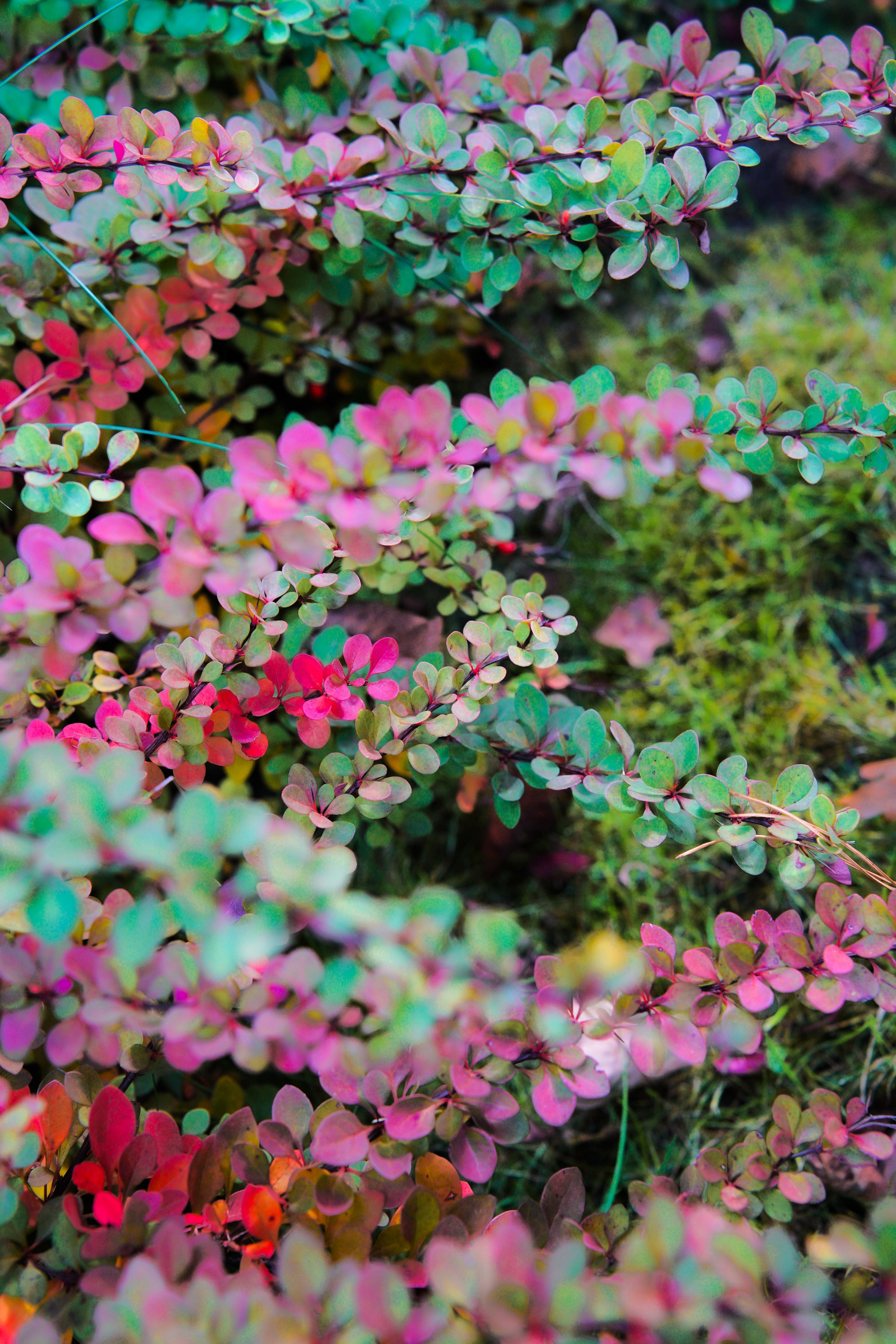 Осень 2025. Фотограф из Москвы — DASHA NOVA | Авторская фотография в разных жанрах