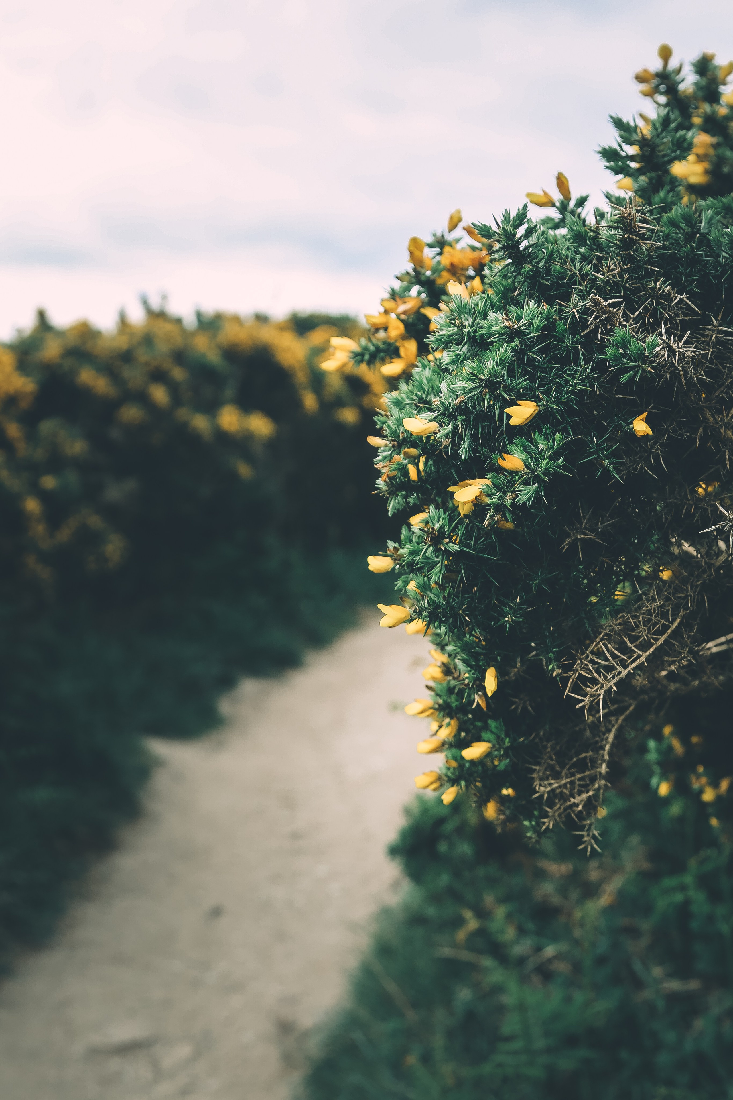 Ирландия: Хоут — тропинка на одного. Дарья Письменюк / Darya Leitstern — фотограф, музыкант, журналист, путешественник