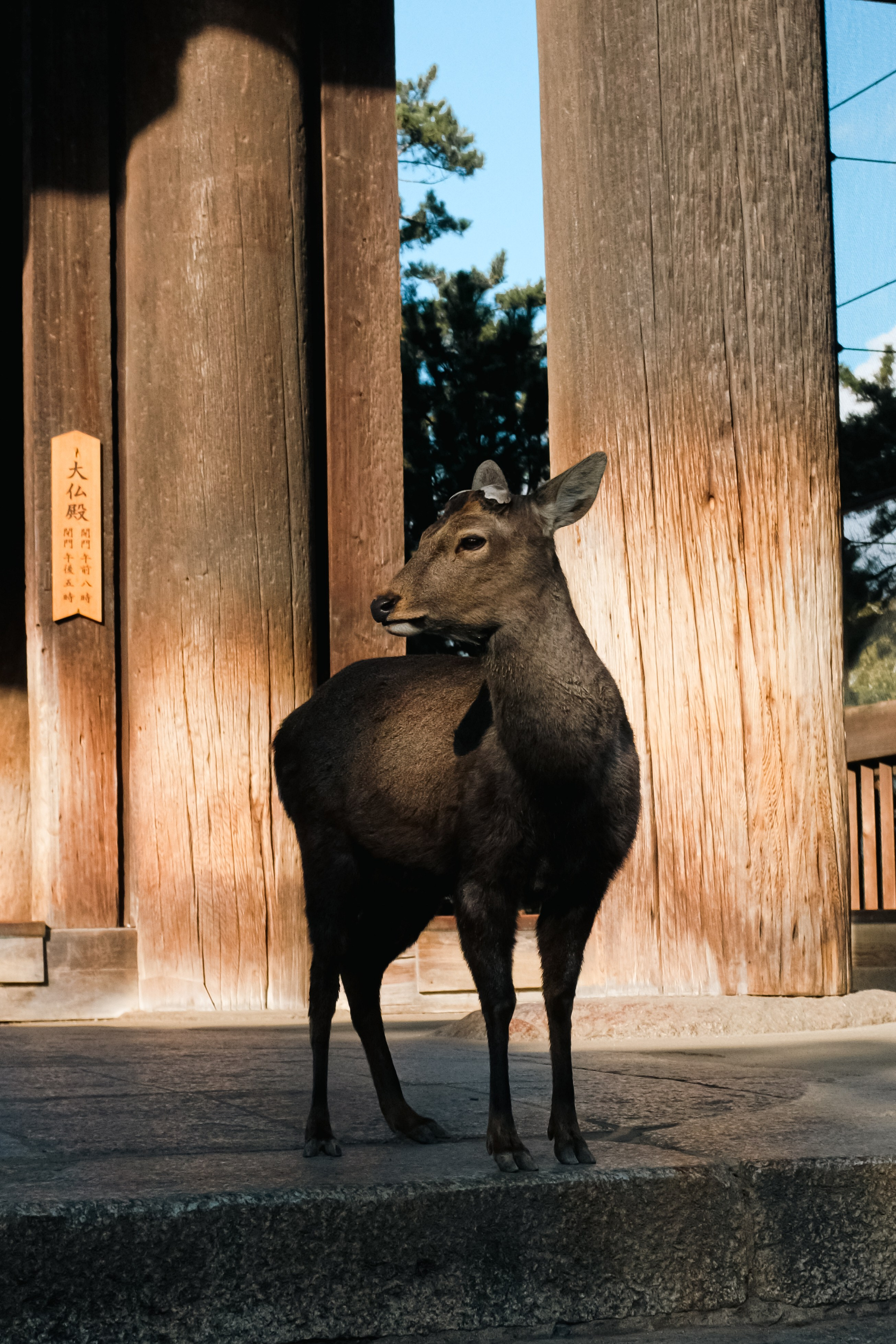 Nara. Regina Platonova