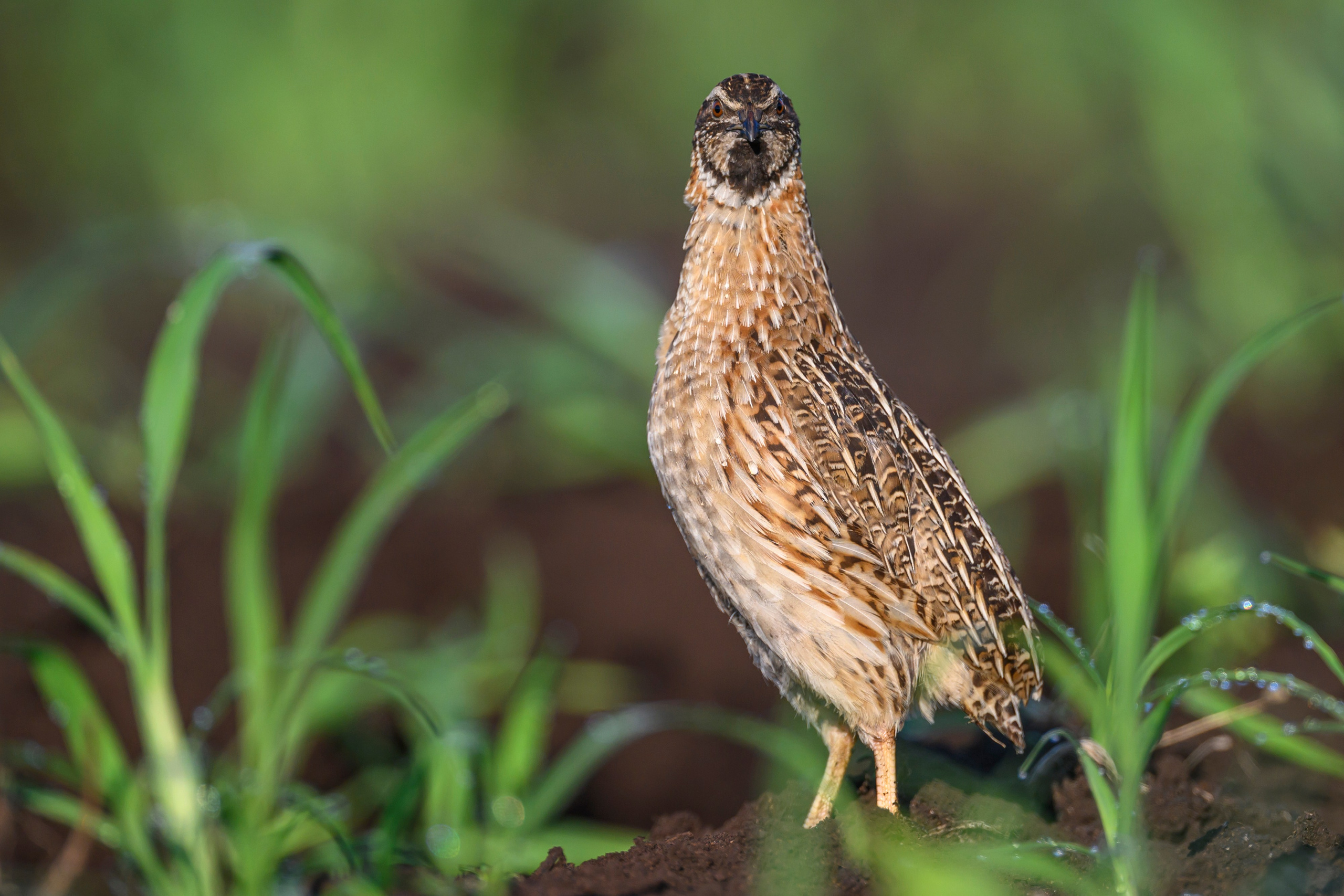 Перепела XII, роса. Фотограф Сергей Пупонин