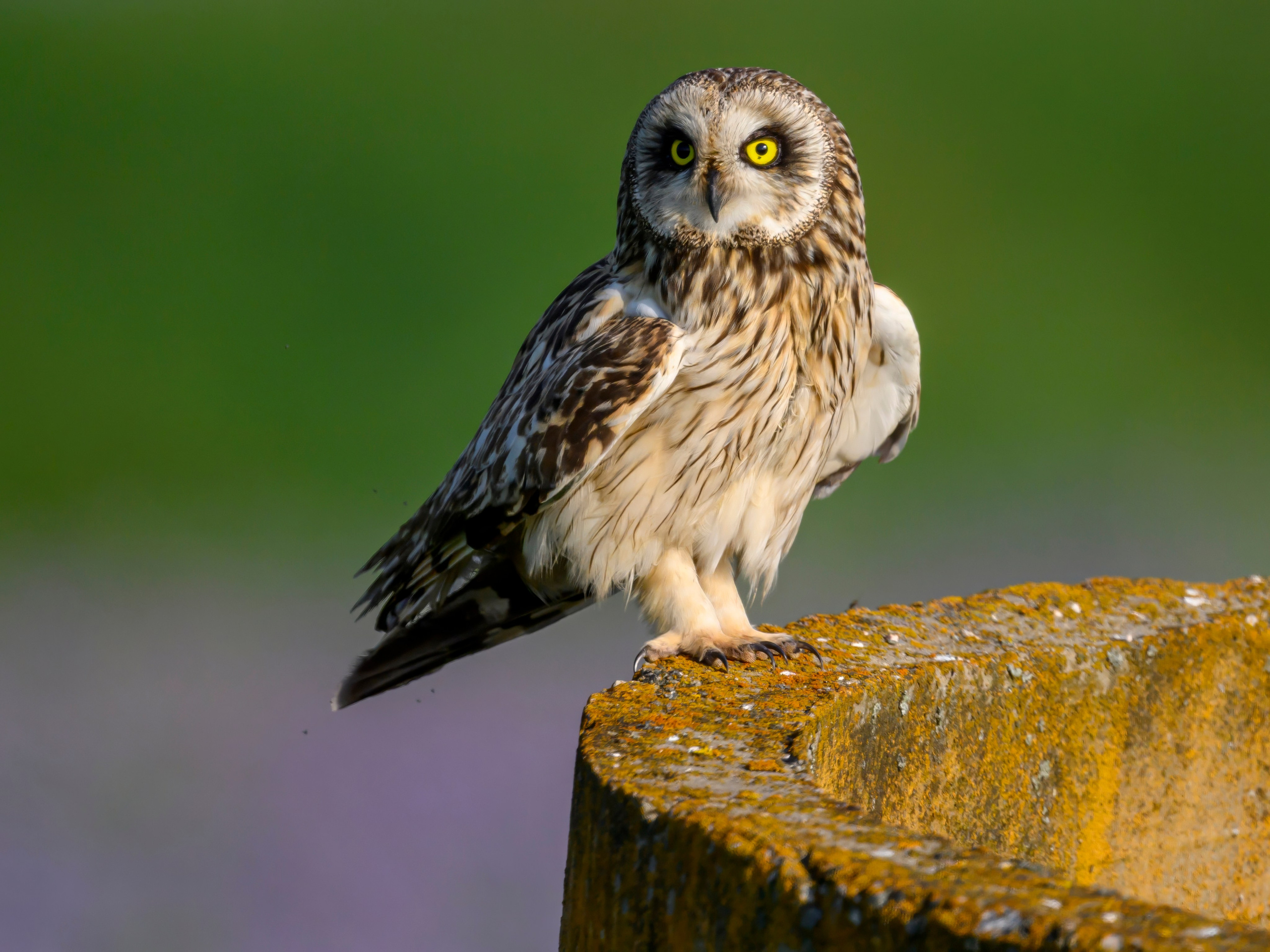 Short eared owl. Wildlife photography by Sergey Puponin
