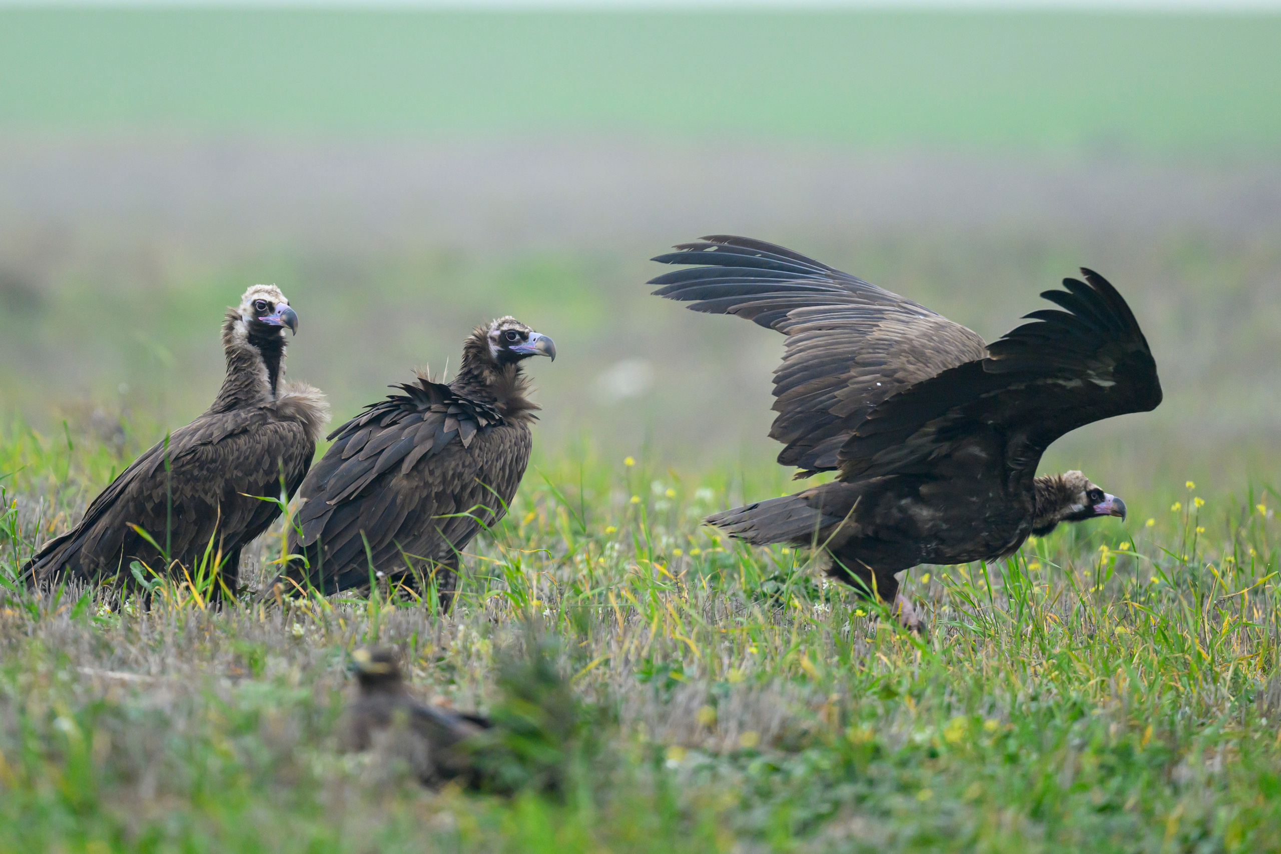 Дагестан. Ноябрь 2025. Фотограф Сергей Пупонин