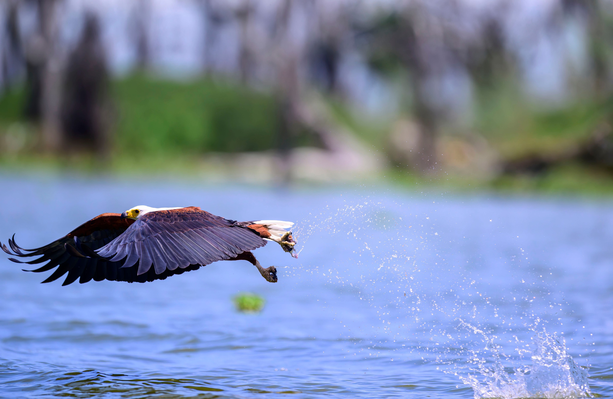 Кения. Wildlife photography by Sergey Puponin