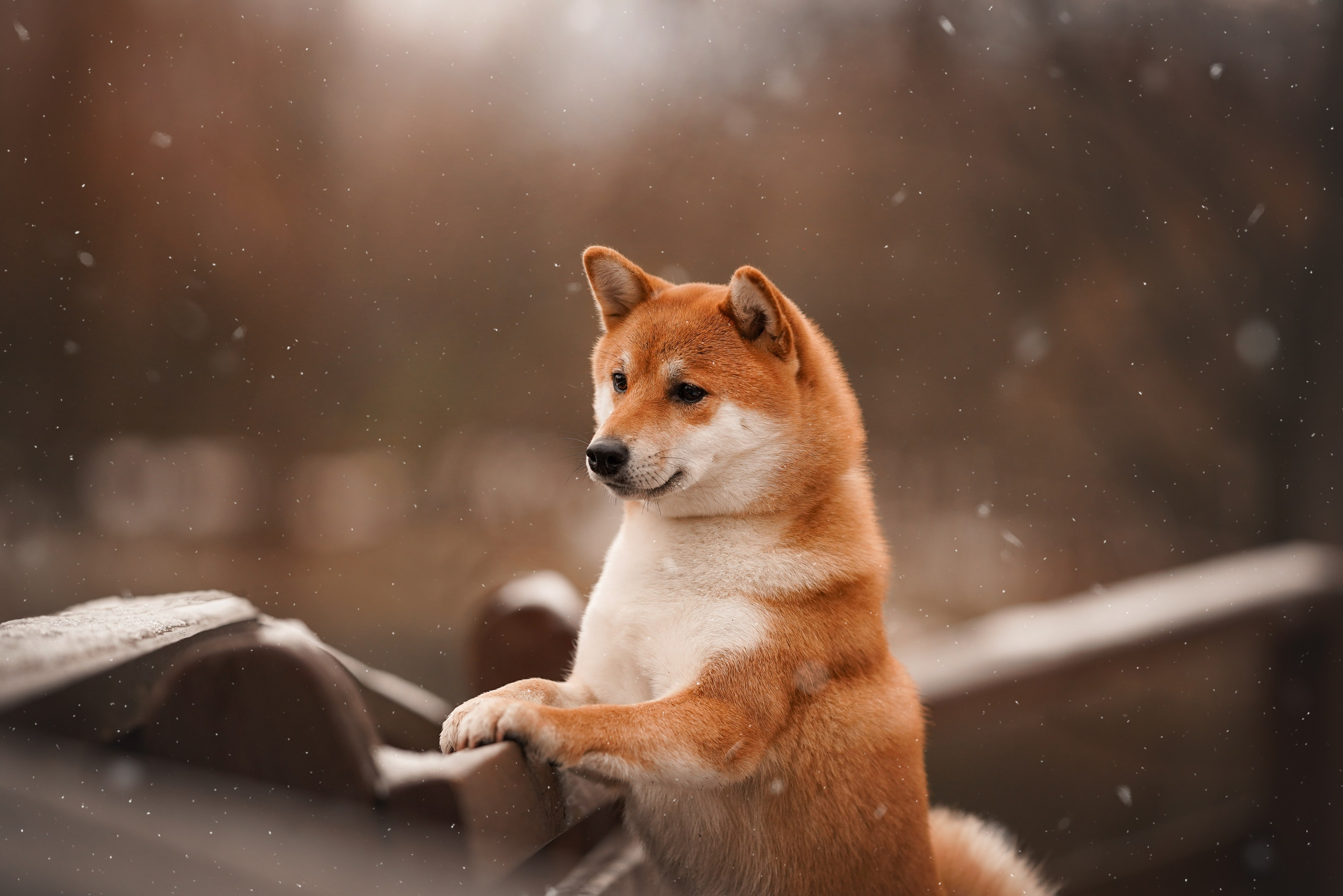 Алина и Юми. Фотограф-анималист в Санкт-Петербурге Яна Мартынова