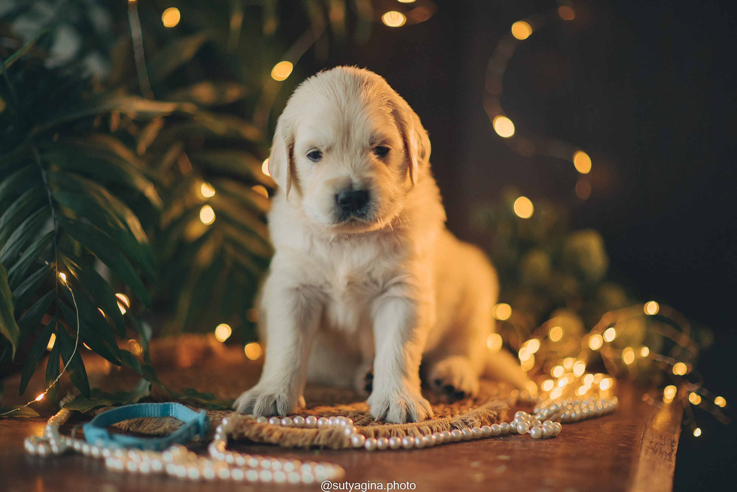 Голубой ошейник. Свадебный и женский фотограф