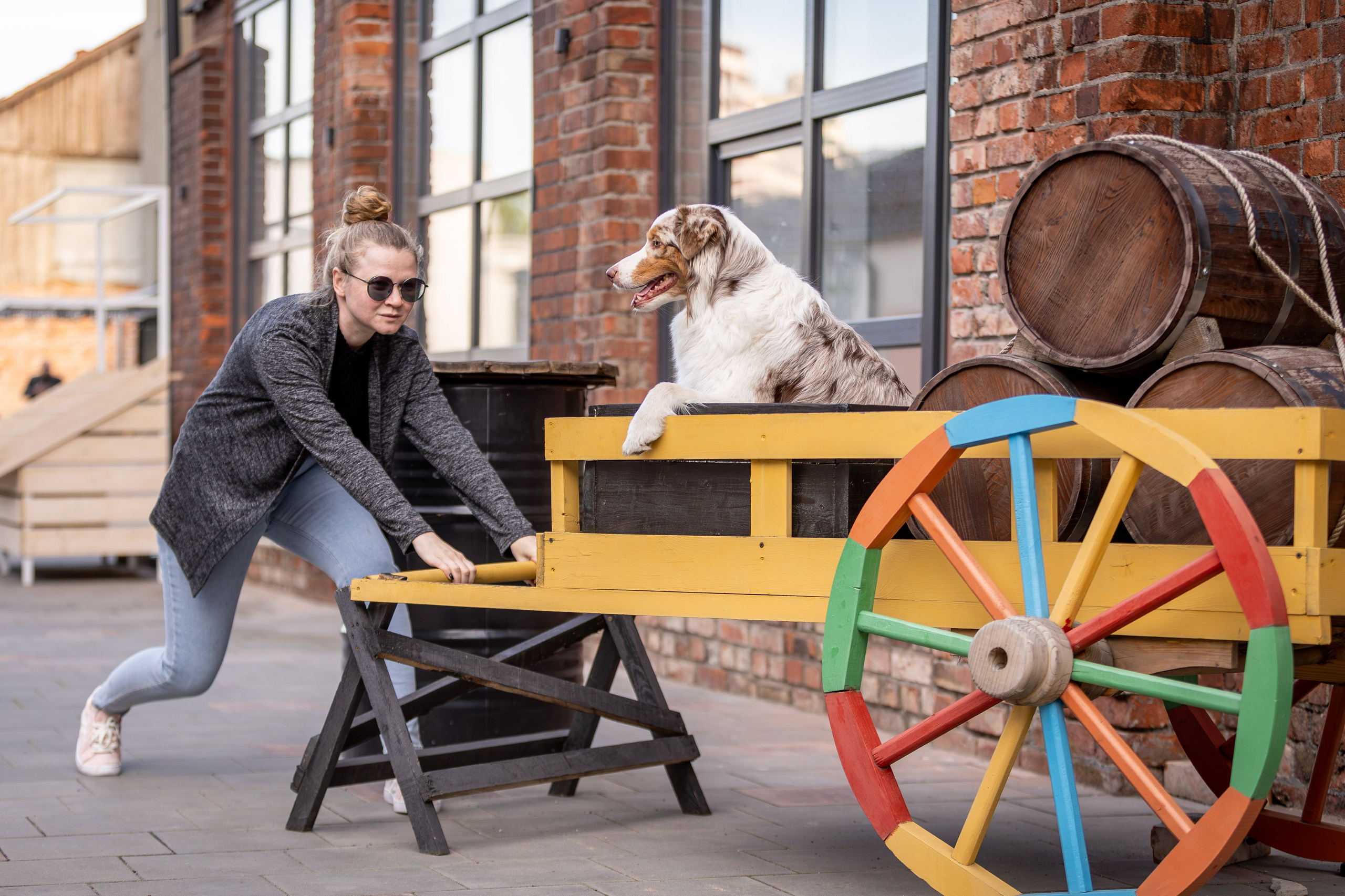 Полли, Австралийская Овчарка. Ирина Голомб|Фотограф-анималист в  Сочи и Калининграде