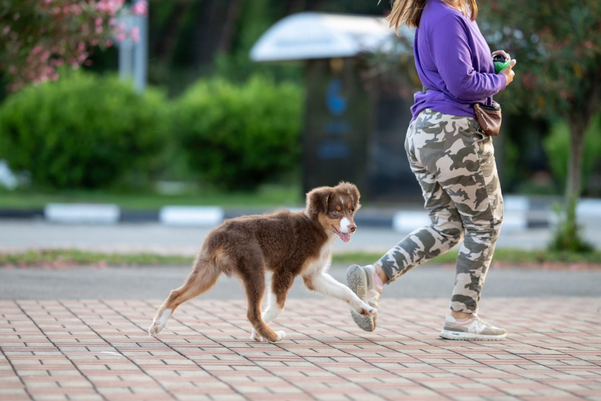 Чакки, Австралийская Овчарка. Ирина Голомб|Фотограф-анималист в  Сочи и Калининграде