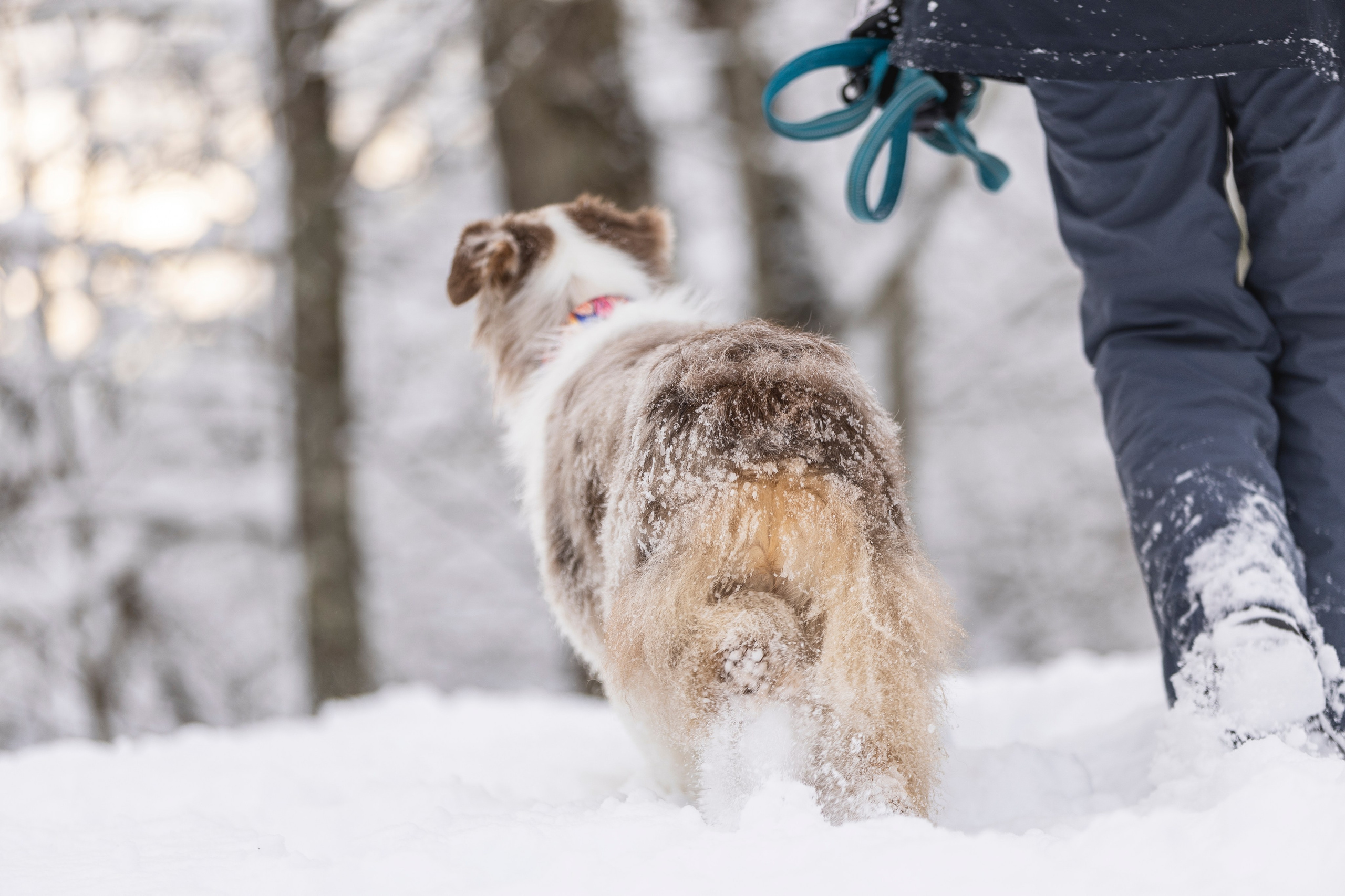 Догтуса Тропа Ефремова. Ирина Голомб|Фотограф-анималист в  Сочи и Калининграде