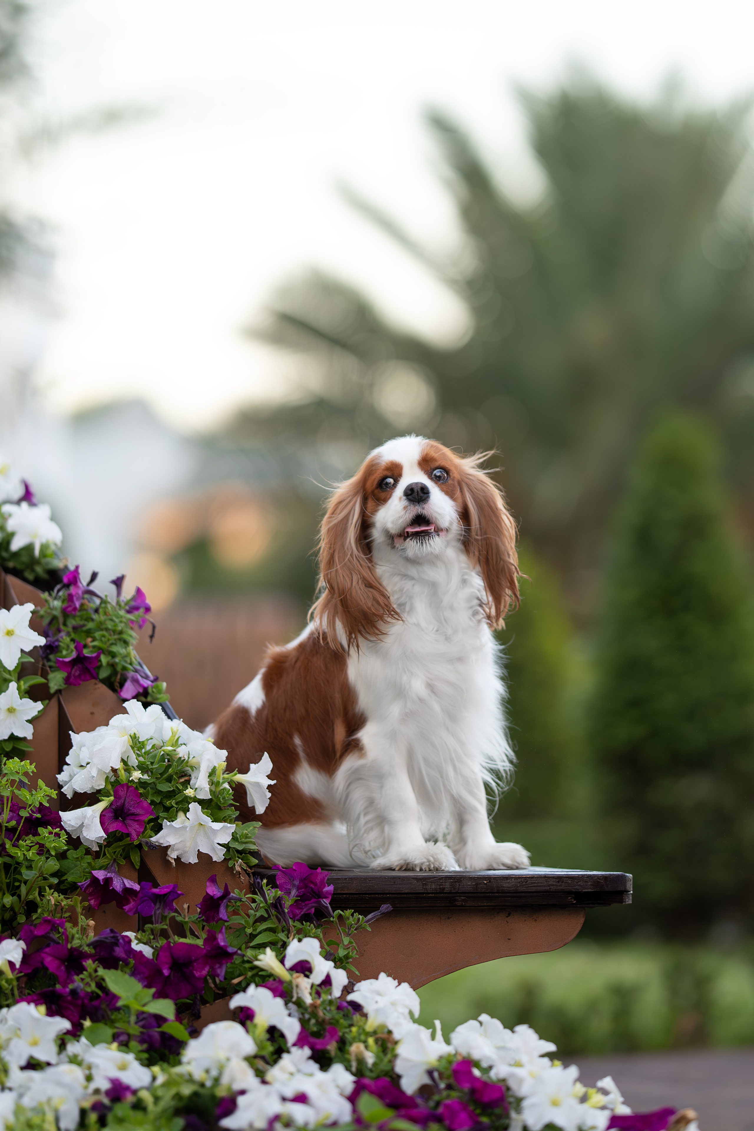 Нюша, Кавалер Кинг Чарльз Спаниель. Ирина Голомб|Фотограф-анималист в  Сочи и Калининграде