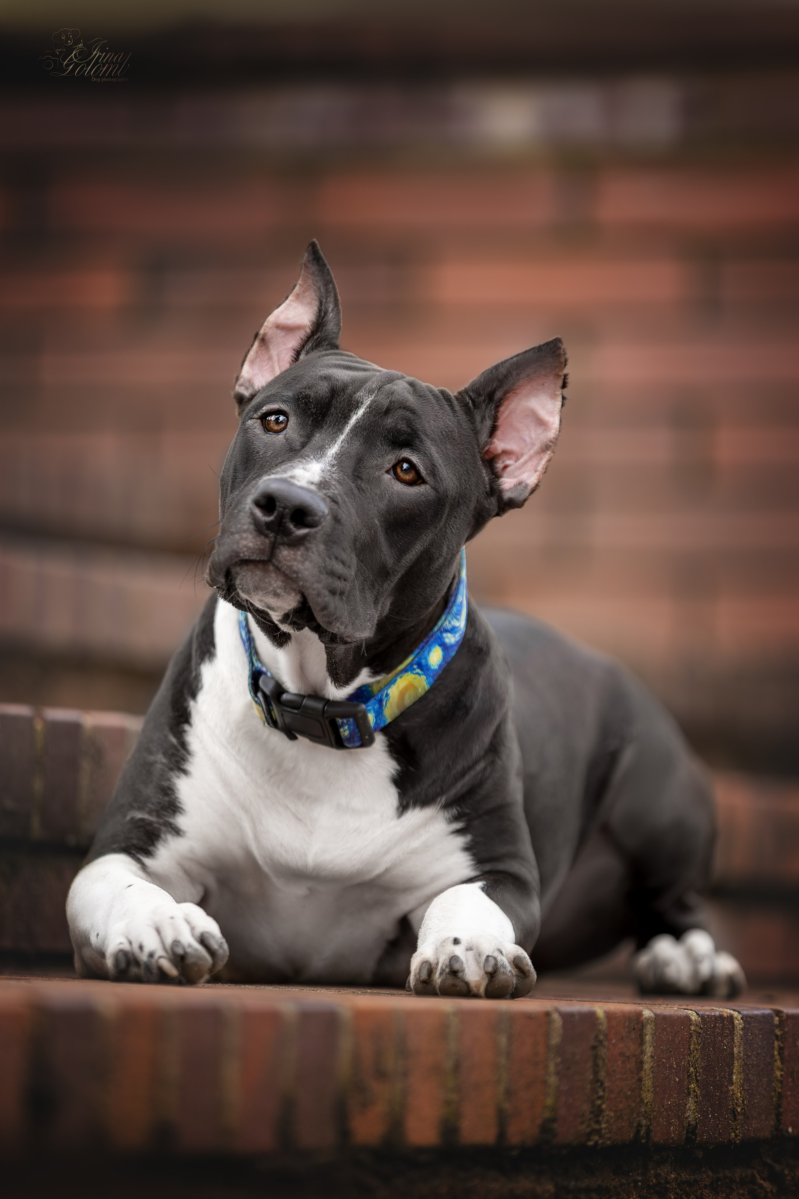 Афина и Мора, Стаффорды. Ирина Голомб|Фотограф-анималист в  Сочи и Калининграде