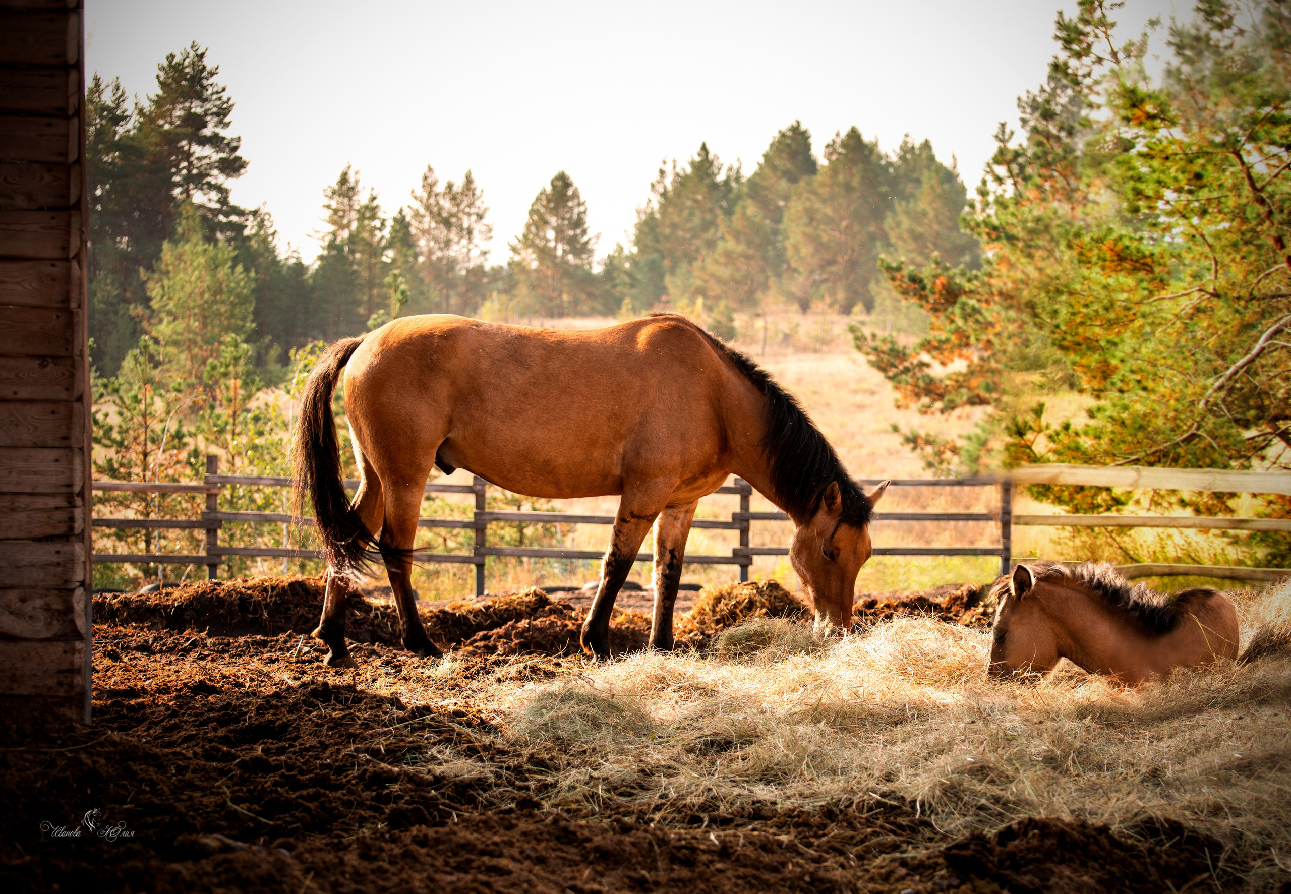 Лошади. Конный фотограф в Саратове Юлия Иванова