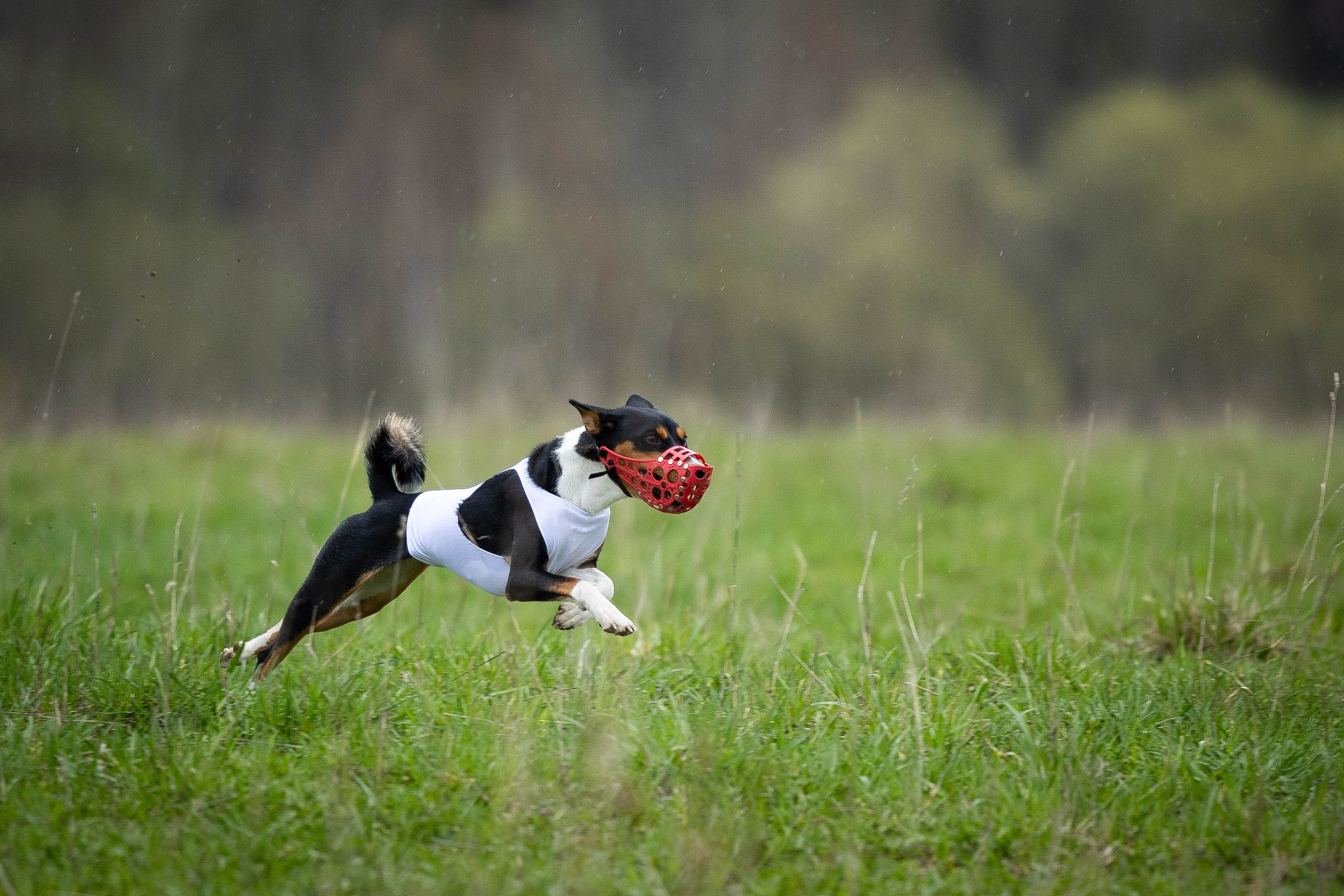 Курсинг. Фотограф Анималист в Перми Анастасия Остерман