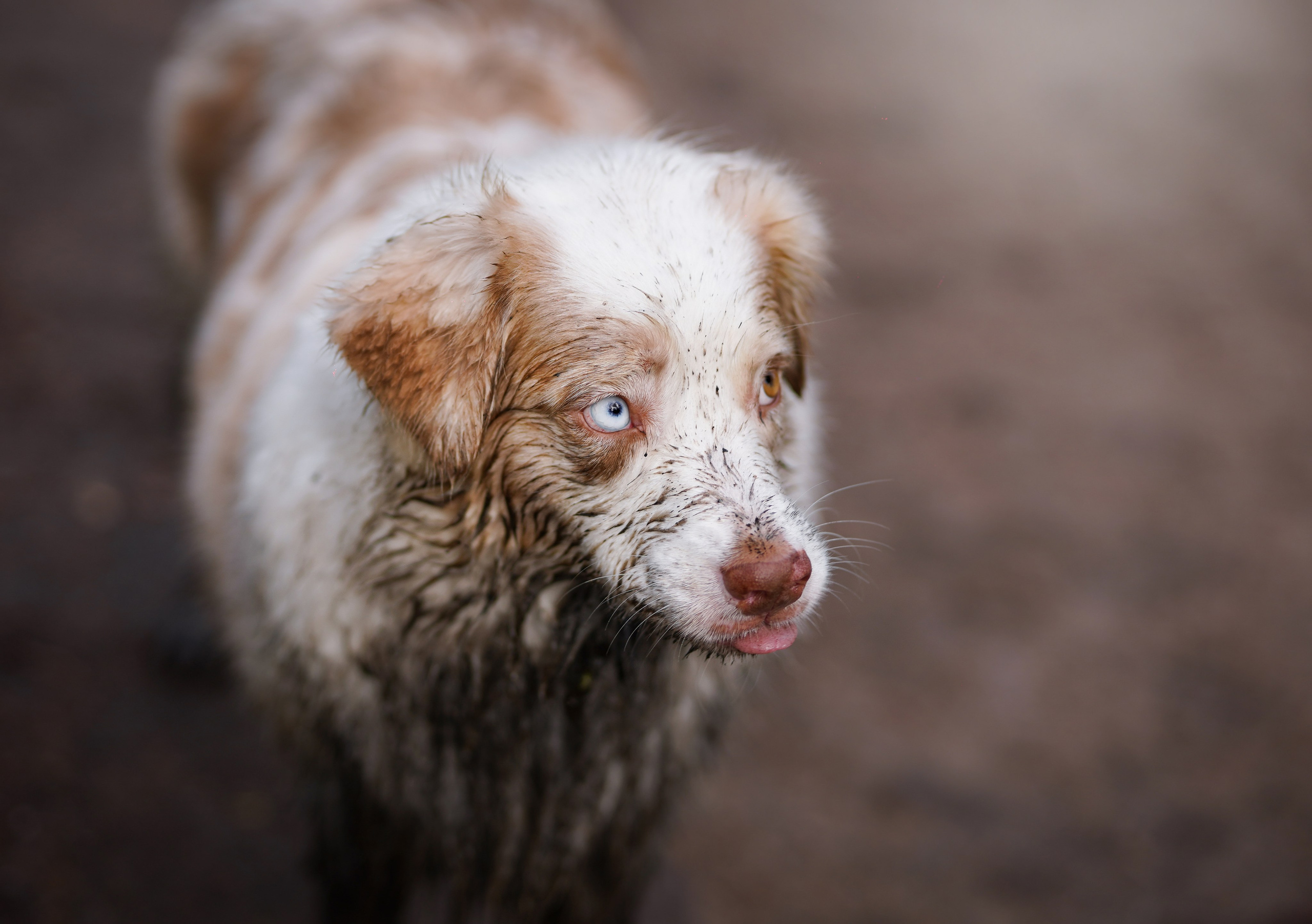 Рокки и Гермиона. Фотограф-анималист в Санкт-Петербурге Яна Мартынова