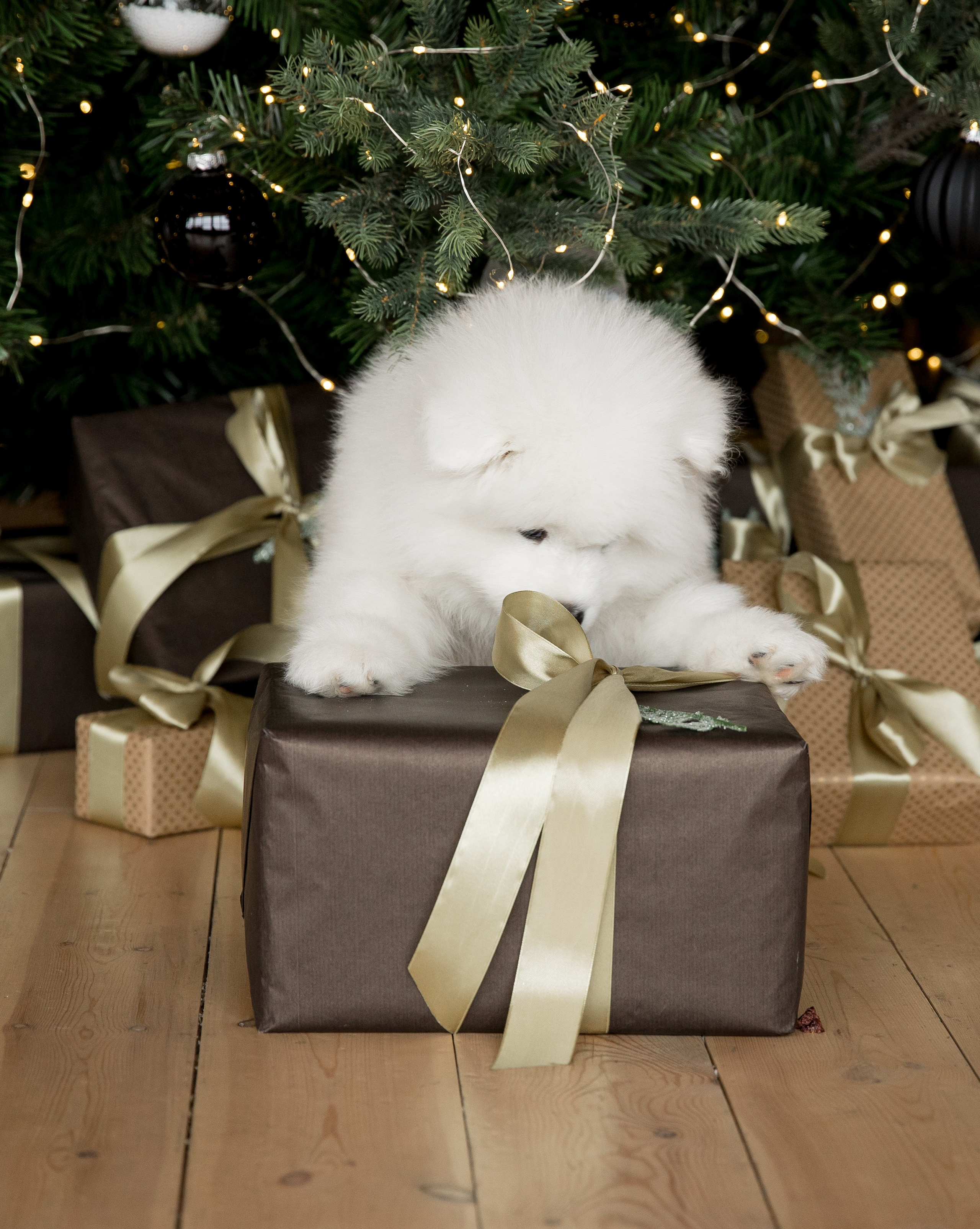 Помет «К» 17.09.2021 д. р. Самоед Новосибирск