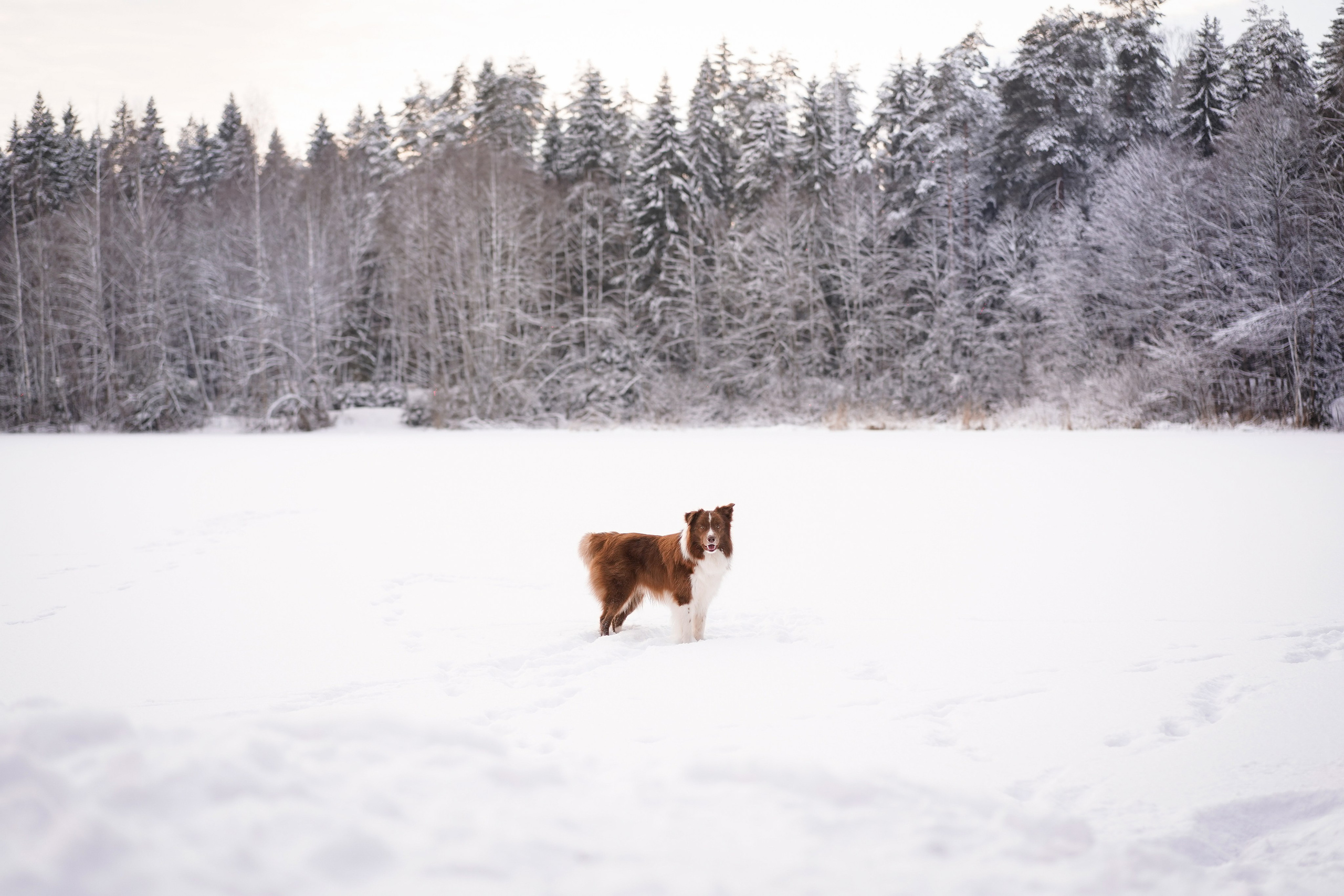 Катя и Ская. Фотограф-анималист в Санкт-Петербурге Яна Мартынова