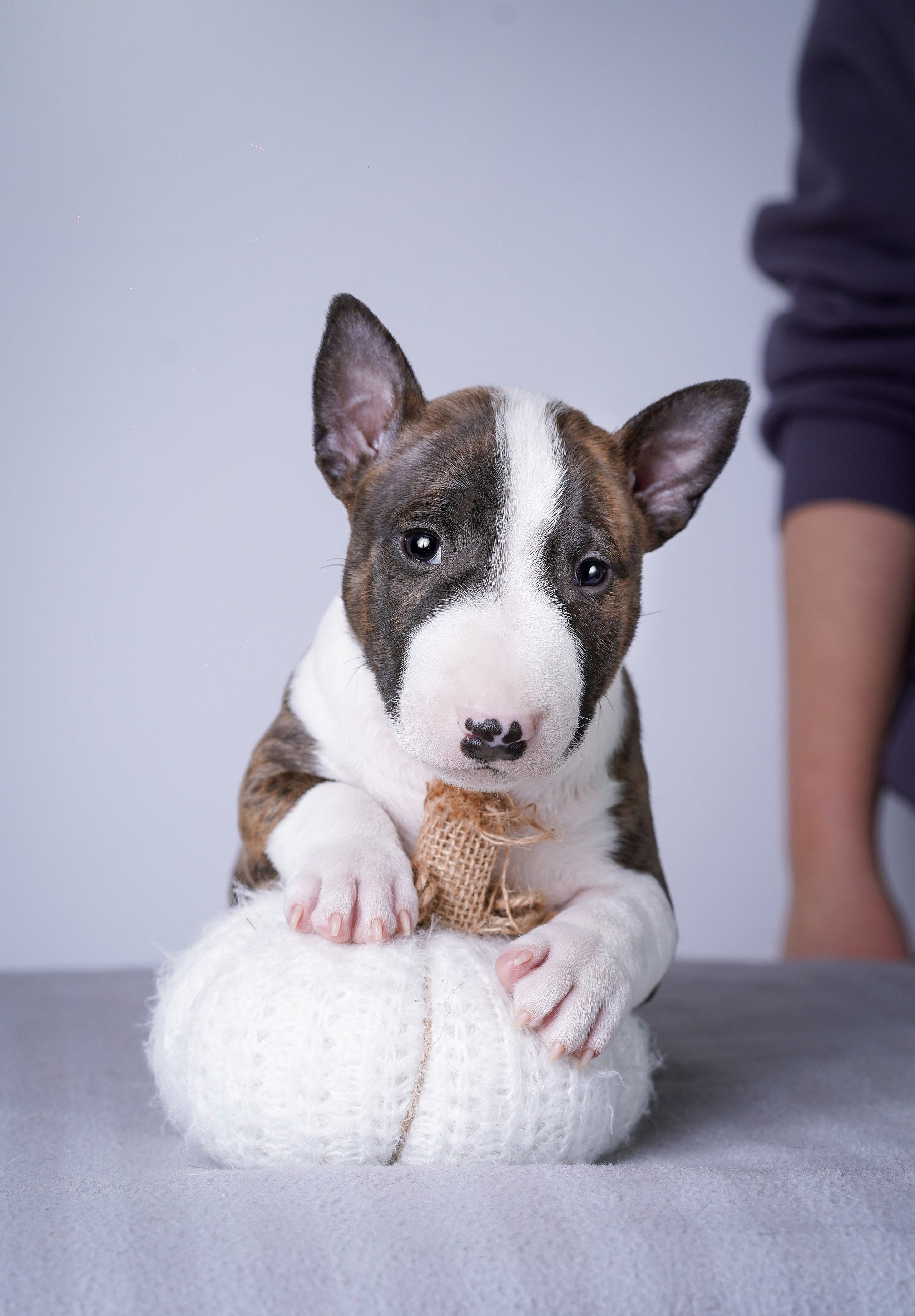 Щенки минибуля. Фотограф-анималист в Санкт-Петербурге Яна Мартынова