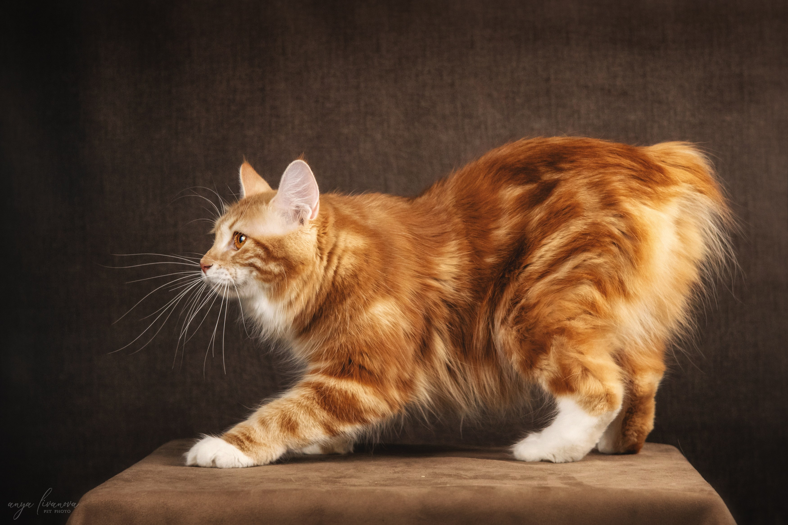 Курильские бобтейлы. Фотограф анималист Аня Ливанова | Рыбинск