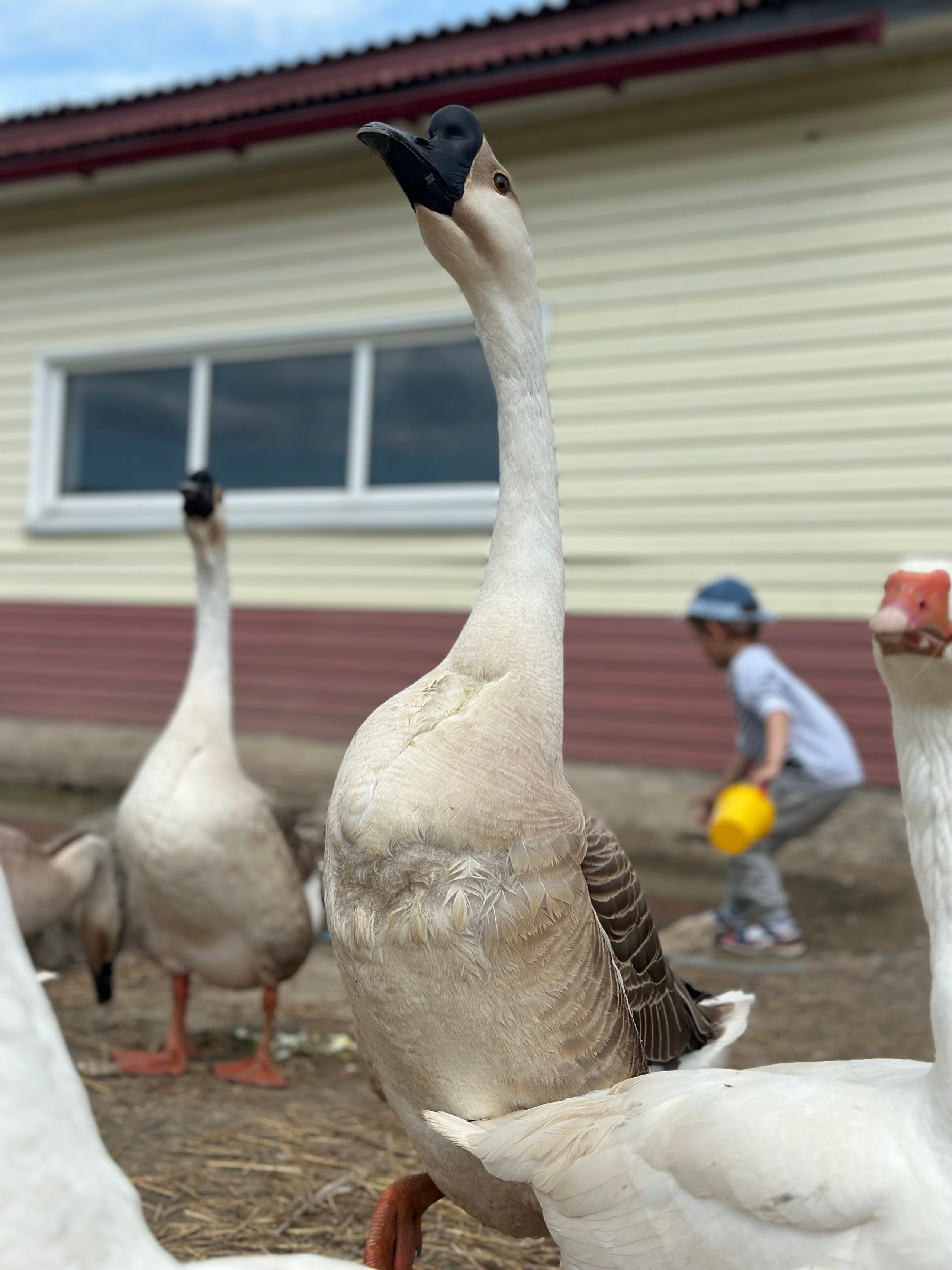 На ферме. Главная