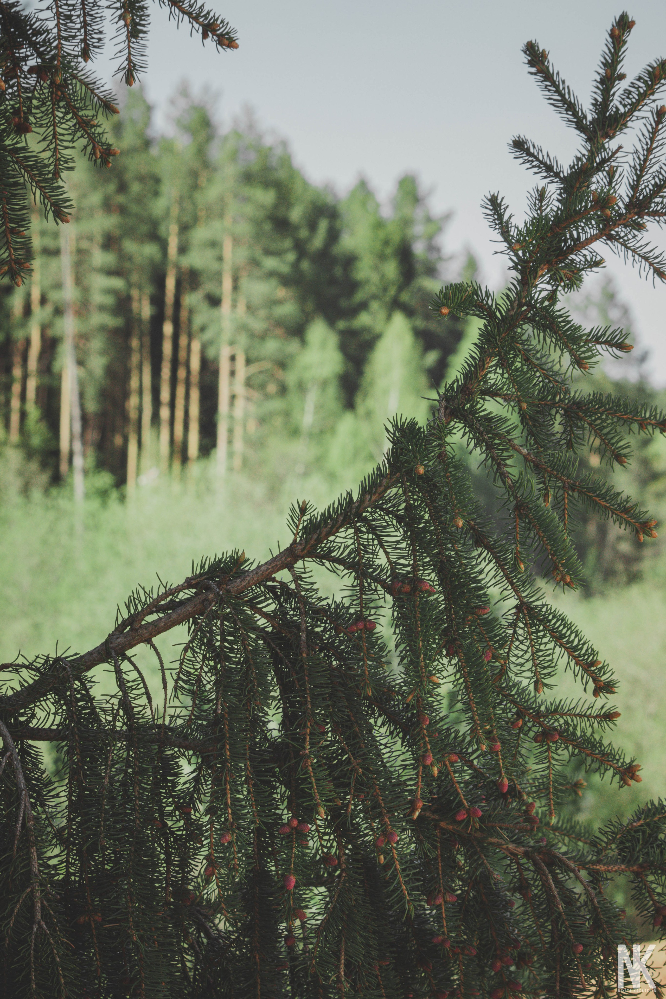 Саша. Фотосессия в лесу. Касаткин Никита. Фотограф