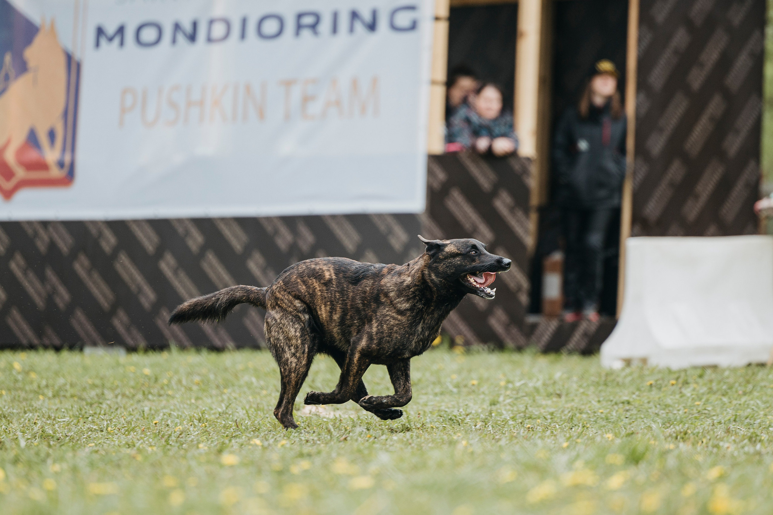 26.05.25 г. Пушкин квалификационные соревнования. Фотограф-анималист Анна Маринич