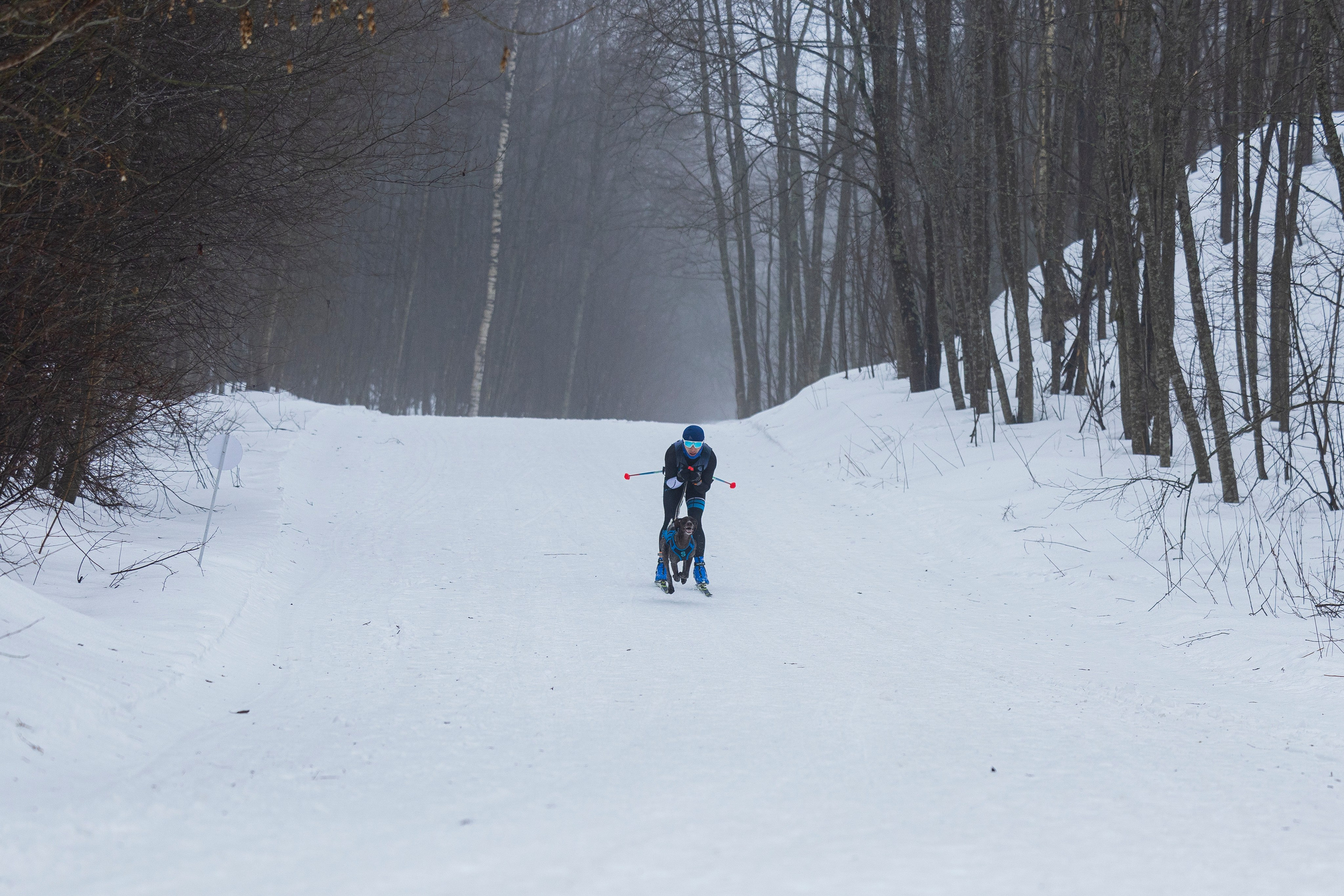 Зимний Чемпионат Санкт-Петербурга по ездовому спорту. Фотограф-анималист Анна Маринич
