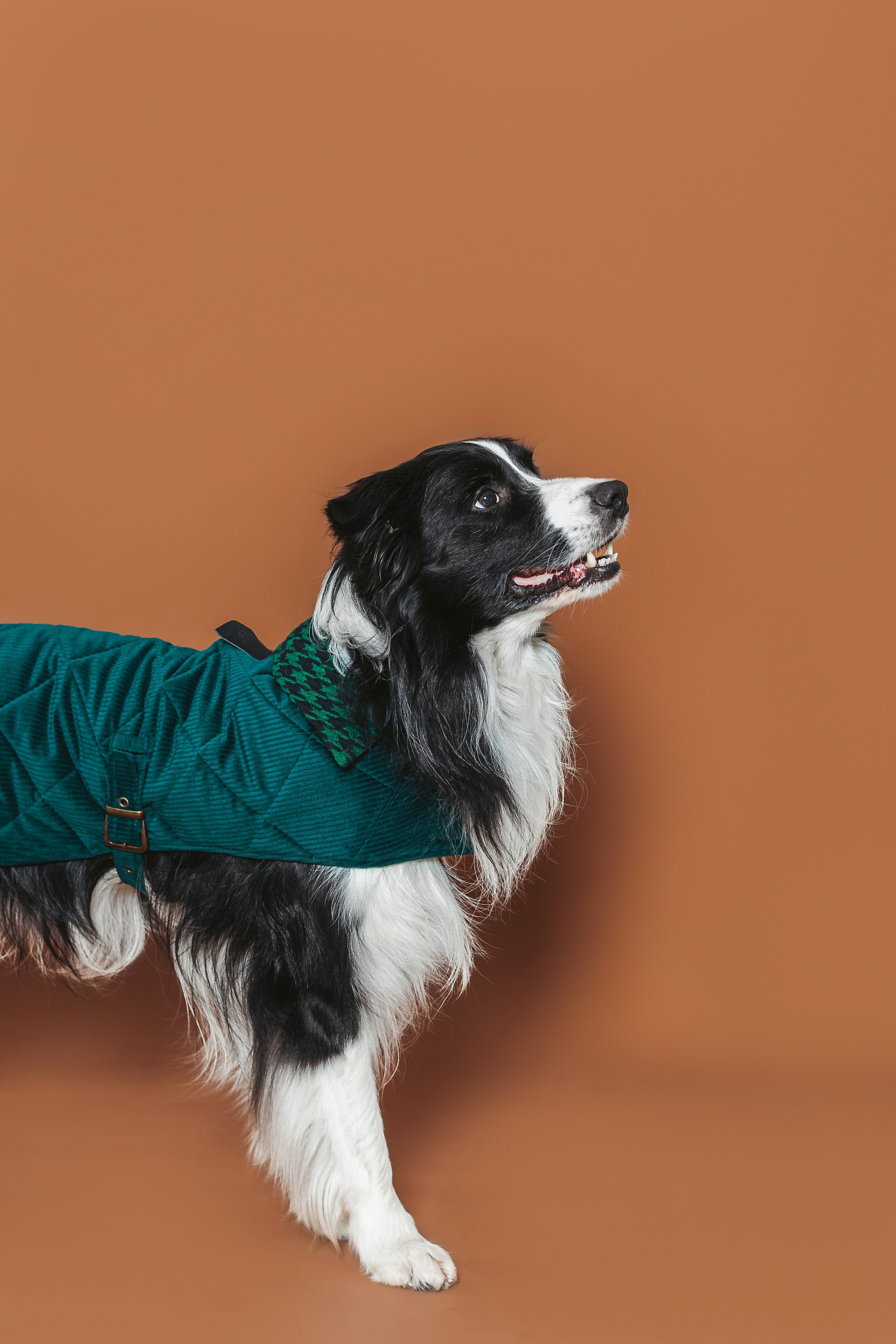 Съемка для бренда TEDDYBOY. Фотограф-анималист Татьяна Степанова