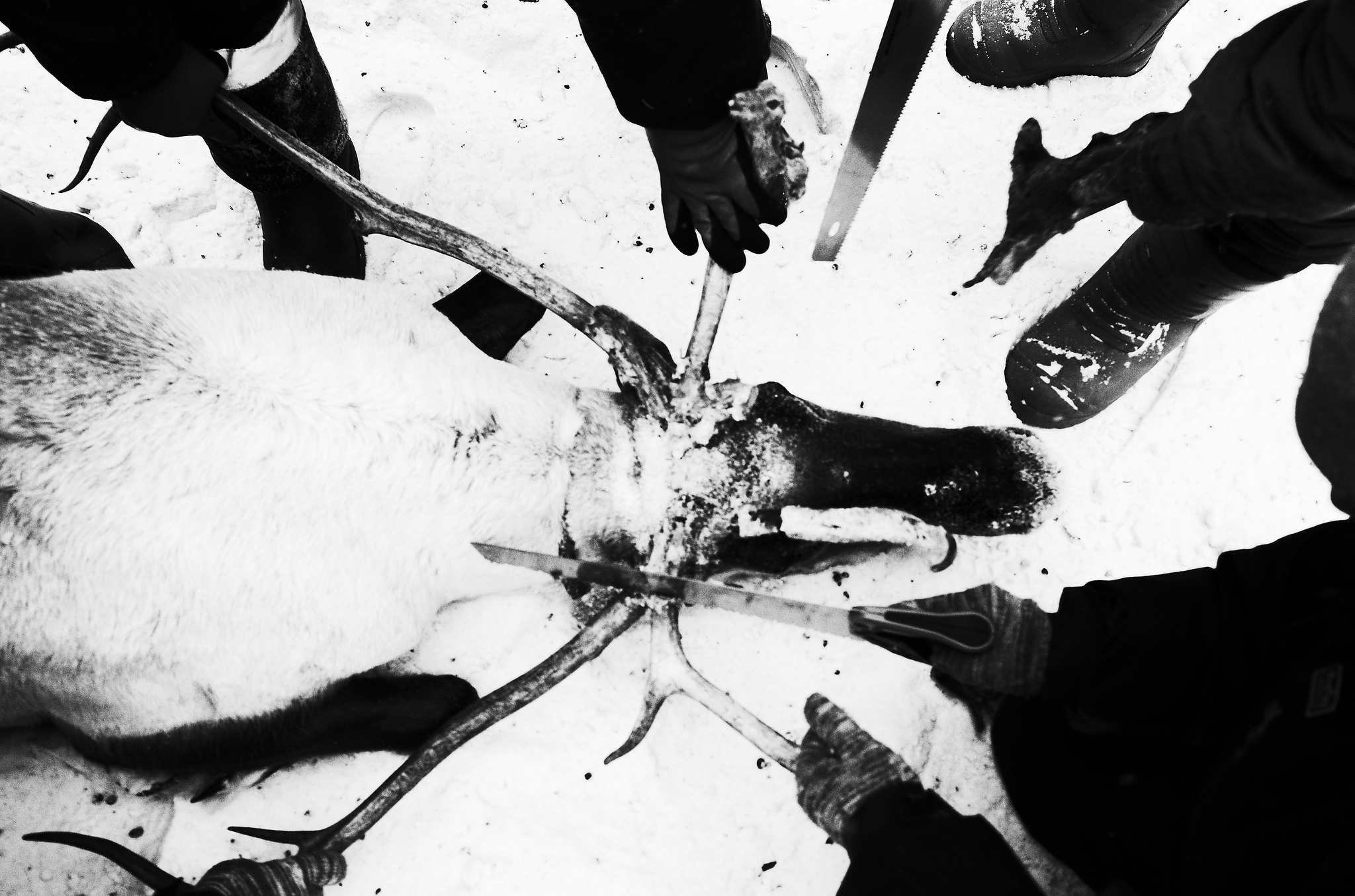 Кораль. На север к оленям. Репортажный фотограф в Сочи — Михаил Мордасов