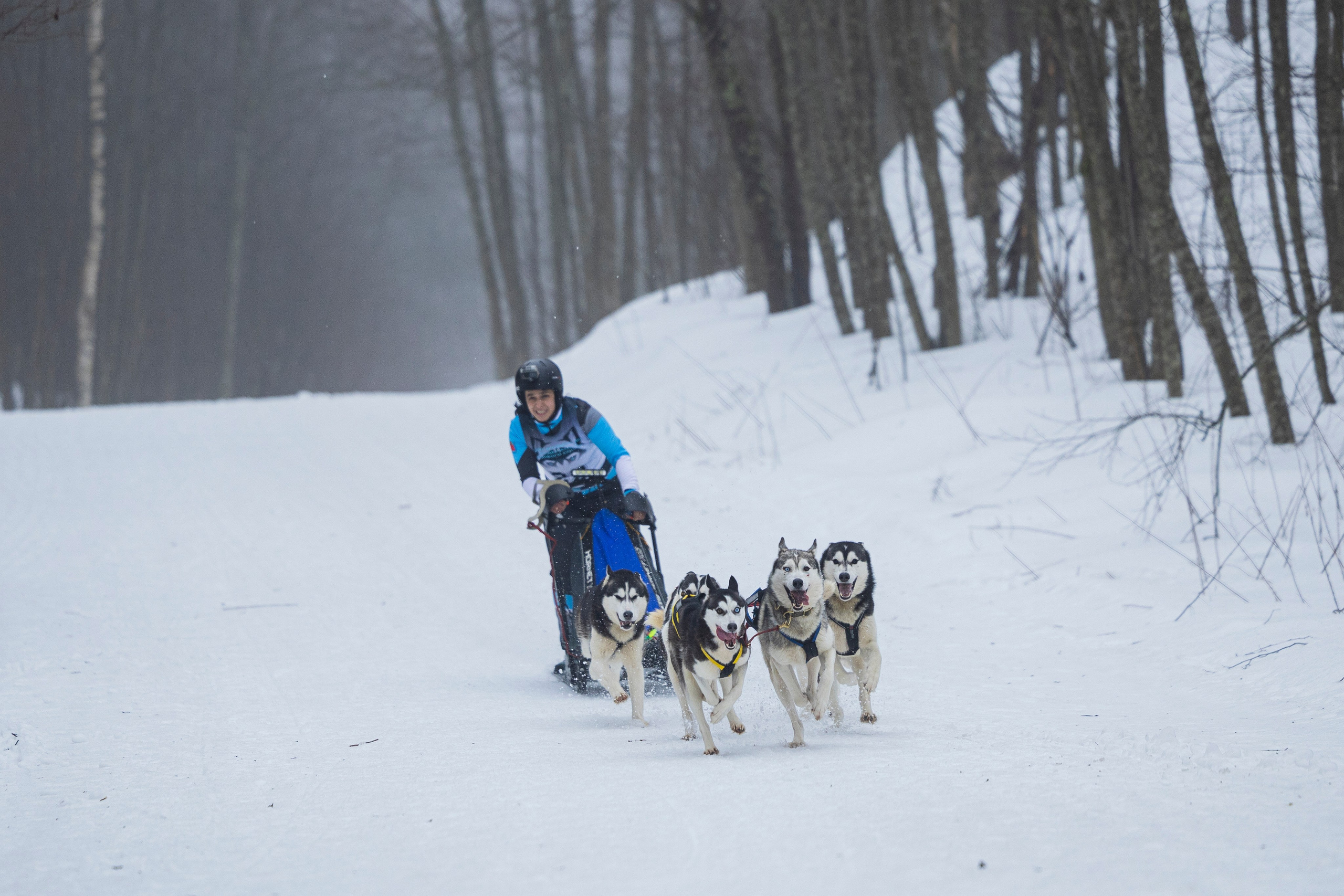 Зимний Чемпионат Санкт-Петербурга по ездовому спорту. Фотограф-анималист Анна Маринич