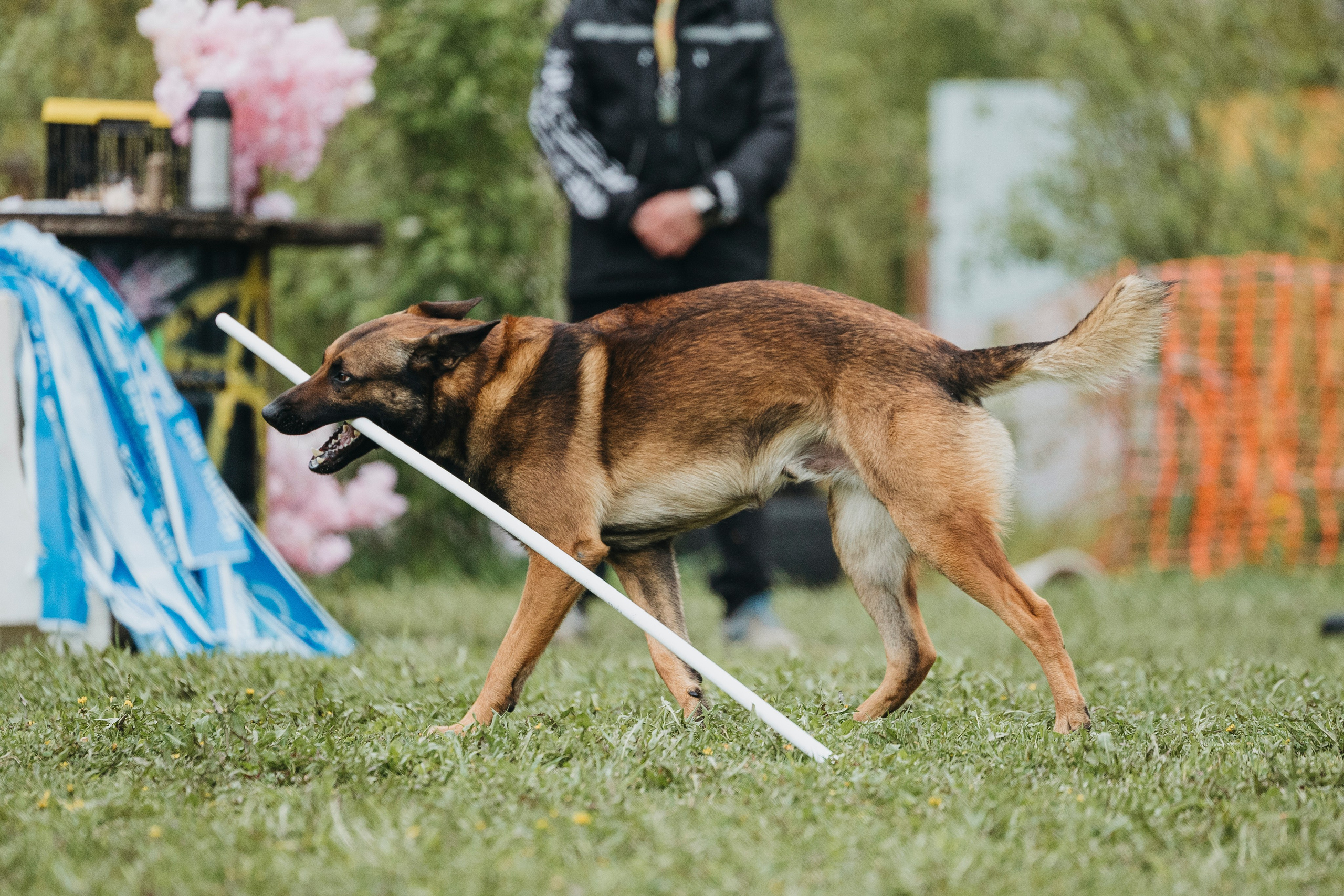26.05.25 г. Пушкин квалификационные соревнования. Фотограф-анималист Анна Маринич