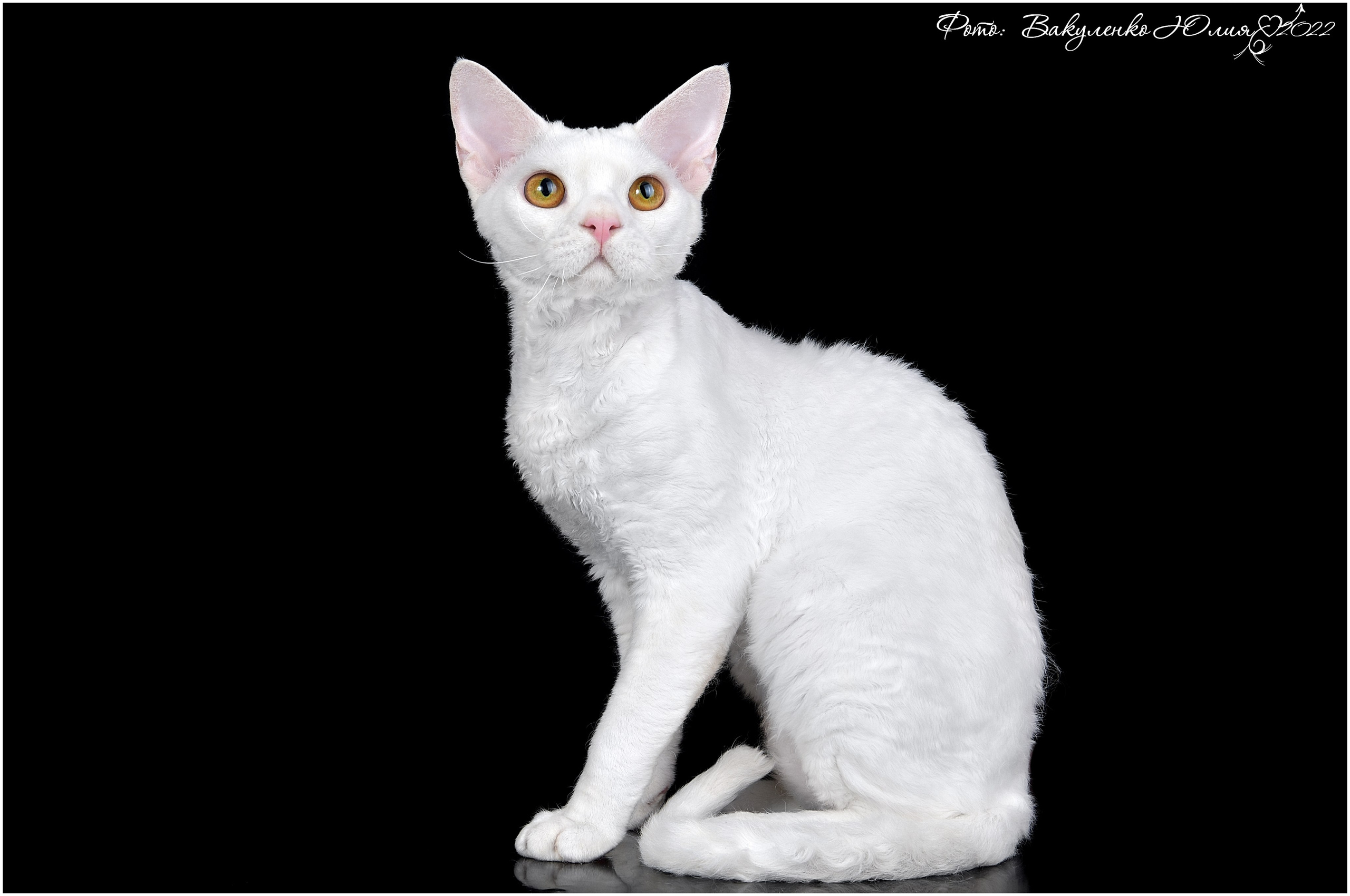 Взрослые. Фотограф анималист | семейный Юлия Вакуленко, г. Краснодар