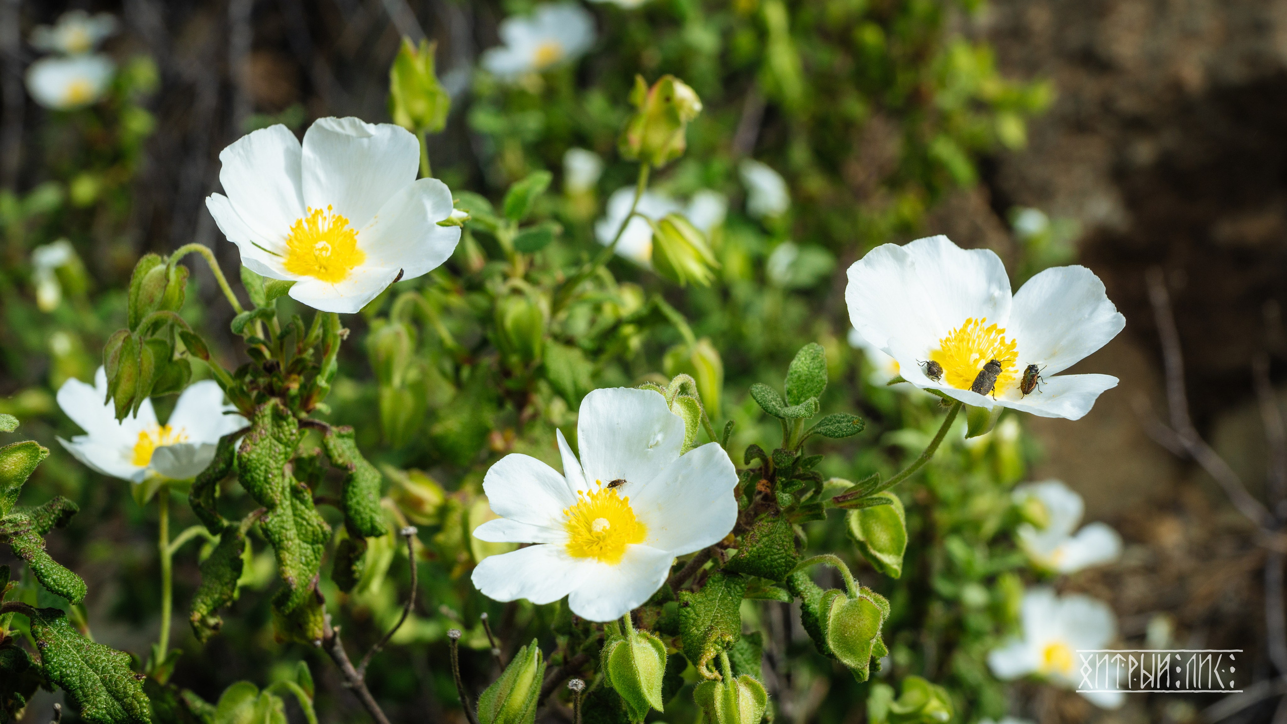 Кипр. Фотограф-путешественник Самойлов Максим «Sly Fox»